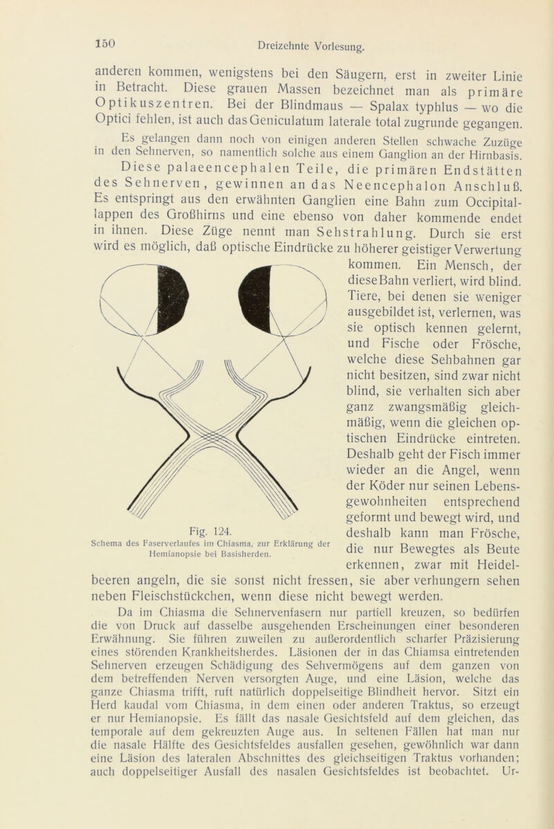 anderen kommen, wenigstens bei den Säugern, erst in zweiter Linie in Betracht. Diese grauen Massen bezeichnet man als primäre Optikuszentren. Bei der Blindmaus — Spalax typhlus — wo die Optici fehlen, ist auch dasGeniculatum laterale total zugrunde gegangen. Es gelangen dann noch von einigen anderen Stellen schwache Zuzüge in den Sehnerven, so namentlich solche aus einem Ganglion an der Hirnbasis. Diese palaeencephalen Teile, die primären Endstätten des Sehnerven, gewinnen an das Neencephalon Anschluß. Es entspringt aus den erwähnten Ganglien eine Bahn zum Occipital- mppen des Großhirns und eine ebenso von daher kommende endet in ihnen. Diese Züge nennt man Sehstrahlung. Durch sie erst wird es möglich, daß optische Eindrücke zu höherer geistiger Verwertung kommen. Ein Mensch, der dieseBahn verliert, wird blind. Tiere, bei denen sie weniger ausgebildet ist, verlernen, was sie optisch kennen gelernt, und Fische oder Frösche, welche diese Sehbahnen gar nicht besitzen, sind zwar nicht blind, sie verhalten sich aber ganz zwangsmäßig gleich- mäßig, wenn die gleichen op- tischen Eindrücke eintreten. Deshalb geht der Fisch immer wieder an die Angel, wenn der Köder nur seinen Lebens- gewohnheiten entsprechend geformt und bewegt wird, und deshalb kann man Frösche, die nur Bewegtes als Beute erkennen, zwar mit Heidel- beeren angeln, die sie sonst nicht fressen, sie aber verhungern sehen neben Fleischstückchen, wenn diese nicht bewegt werden. Da im Chiasma die Sehnervenfasern nur partiell kreuzen, so bedürfen die von Druck auf dasselbe ausgehenden Erscheinungen einer besonderen Erwähnung. Sie führen zuweilen zu außerordentlich scharfer Präzisierung eines störenden Krankheitsherdes. Läsionen der in das Chiamsa eintretenden Sehnerven erzeugen Schädigung des Sehvermögens auf dem ganzen von dem betreffenden Nerven versorgten Auge, und eine Läsion, welche das ganze Chiasma trifft, ruft natürlich doppelseitige Blindheit hervor. Sitzt ein Herd kaudal vom Chiasma, in dem einen oder anderen Traktus, so erzeugt er nur Hemianopsie. Es fällt das nasale Gesichtsfeld auf dem gleichen, das temporale auf dem gekreuzten Auge aus. In seltenen Fällen hat man nur die nasale Hälfte des Gesichtsfeldes ausfallen gesehen, gewöhnlich war dann eine Läsion des lateralen Abschnittes des gleichseitigen Traktus vorhanden; auch doppelseitiger Ausfall des nasalen Gesichtsfeldes ist beobachtet. Ur- Fig. 124. Schema des Faserverlaufes im Chiasma, zur Erklärung der Hemianopsie bei Basisherden.