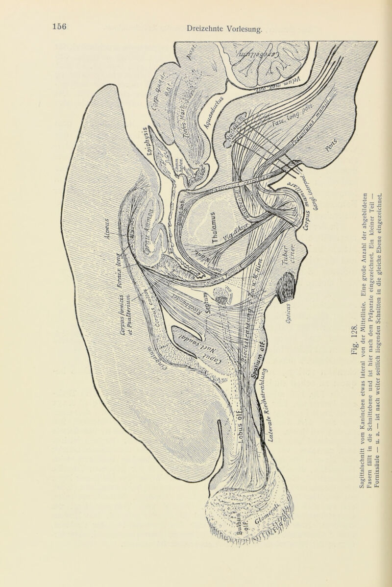 %vi° S#T Fig. 128. Sagittalschnitt vom Kaninchen etwas lateral von der Mittellinie. Eine große Anzahl der abgebildeten Fasern fällt in die Schnittebene und ist hier nach dem Präparate eingezeichnet. Ein kleiner Teil — Fornixsäule — u. a. — ist nach weiter seitlich liegenden Schnitten in die gleiche Ebene eingezeichnet.