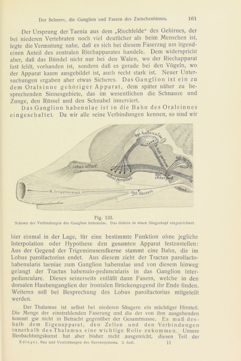 Der Ursprung der Taenia aus dem „Riechfelde“ des Gehirnes, der bei niederen Vertebraten noch viel deutlicher als beim Menschen ist, legte die Vermutung nahe, daß es sich bei diesem Faserzug um irgend- einen Anteil des zentralen Riechapparates handele. Dem widerspricht aber, daß das Bündel nicht nur bei den Walen, wo der Riechapparat fast fehlt, vorhanden ist, sondern daß es gerade bei den Vögeln, wo der Apparat kaum ausgebildet ist, auch recht stark ist. Neuer Unter- suchungen ergaben aber etwas Sicheres. Das Ganglion ist ein zu dem Oralsinne gehöriger Apparat, dem später näher zu be- sprechenden Sinnesgebiete, das im wesentlichen die Schnauze und Zunge, den Rüssel und den Schnabel innerviert. Das Ganglion habenulae ist in die Bahn des Oralsinnes eingeschaltet. Da wir alle seine Verbindungen kennen, so sind wir Fig. 133. Schema der Verbindungen des Ganglion habenulae. Das Gehirn in einen Säugerkopf eingezeichnet. hier einmal in der Lage, für eine bestimmte Funktion ohne jegliche Interpolation oder Hypothese den gesamten Apparat festzustellen: Aus der Gegend der Trigeminusendkerne stammt eine Bahn, die im Lobus parolfactorius endet. Aus diesem zieht der Tractus parolfacto- habenularis taeniae zum Ganglion habenulae und von diesem hinweg gelangt der Tractus habenulo-peduncularis in das Ganglion inter- pedunculare. Dieses seinerseits entläßt dann Fasern, welche in den dorsalen Haubenganglien der frontalen Brückengegend ihr Ende finden. Weiteres soll bei Besprechung des Lobus parolfactorius mitgeteilt werden. Der Thalamus ist selbst bei niederen Säugern ein mächtiger Hirnteil. Die Menge der einstrahlenden Faserung und die der von ihm ausgehenden kommt gar nicht in Betracht gegenüber der Gesamtmasse. Es muß des- halb dem Eigenapparat, den Zellen und den Verbindungen innerhalb des Thalamus eine wichtige Rolle zukommen. Unsere Beobachtungskunst hat aber bisher nicht ausgereicht, diesen Teil der Edinger, Bau und Verrichtungen des Nervensystems. 2. Aufl. 11