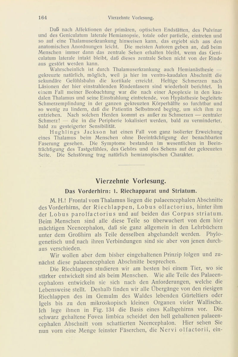 Daß nach Affektionen der primären, optischen Endstätten, des Pulvinar und des Geniculatum laterale Hemianopsie, totale oder partielle, eintreten und so auf eine Thalamuserkrankung hinweisen kann, das ergiebt sich aus den anatomischen Anordnungen leicht. Die meisten Autoren geben an, daß beim Menschen immer dann das zentrale Sehen erhalten bleibt, wenn das Geni- culatum laterale intakt bleibt, daß dieses zentrale Sehen nicht von der Rinde aus gestört werden kann. Wahrscheinlich ist durch Thalamuserkrankung auch Hemianästhesie gekreuzte natürlich, möglich, weil ja hier im ventro-kaudalen Abschnitt die sekundäre Gefühlsbahn die kortikale erreicht. Heftige Schmerzen nach Läsionen der hier einstrahlenden Rindenfasern sind wiederholt berichtet. In einem Fall meiner Beobachtung war die nach einer Apoplexie in den kau- dalen Thalamus und seine Einstrahlung eintretende, von Hypästhesie begleitete Schmerzempfindung in der ganzen gekreuzten Körperhälfte so furchtbar und so wenig zu lindern, daß die Patientin Selbstmord beging, um sich ihm zu entziehen. Nach solchen Herden kommt es außer zu Schmerzen — zentraler Schmerz! — die in die Peripherie lokalisiert werden, bald zu verminderter, bald zu gesteigerter Sensibilität. Hughlings Jackson hat einen Fall von ganz isolierter Erweichung eines Thalamus beim Menschen ohne Beeinträchtigung der benachbarten Faserung gesehen. Die Symptome bestanden im wesentlichen in Beein- trächtigung des Tastgefühles, des Gehörs und des Sehens auf der gekreuzten Seite. Die Sehstörung trug natürlich hemianopischen Charakter. Vierzehnte Vorlesung. Das Vorderhirn: 1. Riechapparat und Striatum. M. H.! Frontal vom Thalamus liegen die palaeencephalen Abschnitte des Vorderhirns, der Riech lappen, Lobus olfactorius, hinter ihm der Lobus parolfa ctoriu s und auf beiden das Corpus striatum. Beim Menschen sind alle diese Teile so überwuchert von dem hier mächtigen Neencephalon, daß sie ganz allgemein in den Lehrbüchern unter dem Großhirn als Teile desselben abgehandelt werden. Phylo- genetisch und nach ihren Verbindungen sind sie aber von jenen durch- aus verschieden. Wir wollen aber dem bisher eingehaltenen Prinzip folgen und zu- nächst diese palaeencephalen Abschnitte besprechen. Die Riechlappen studieren wir am besten bei einem Tier, wo sie stärker entwickelt sind als beim Menschen. Wie alle Teile des Palaeen- cephalons entwickeln sie sich nach den Anforderungen, welche die Lebensweise stellt. Deshalb finden wir alle Übergänge von den riesigen Riechlappen des im Gemulm des Waldes lebenden Gürteltiers oder Igels bis zu den mikroskopisch kleinen Organen vieler Walfische. Ich lege ihnen in Fig. 134 die Basis eines Kalbgehirns vor. Die schwarz gehaltene Fovea limbica scheidet den hell gehaltenen palaeen- cephalen Abschnitt vom schattierten Neencephalon. Hier sehen Sie nun vorn eine Menge feinster Fäserchen, die Nervi olfactorii, ein-