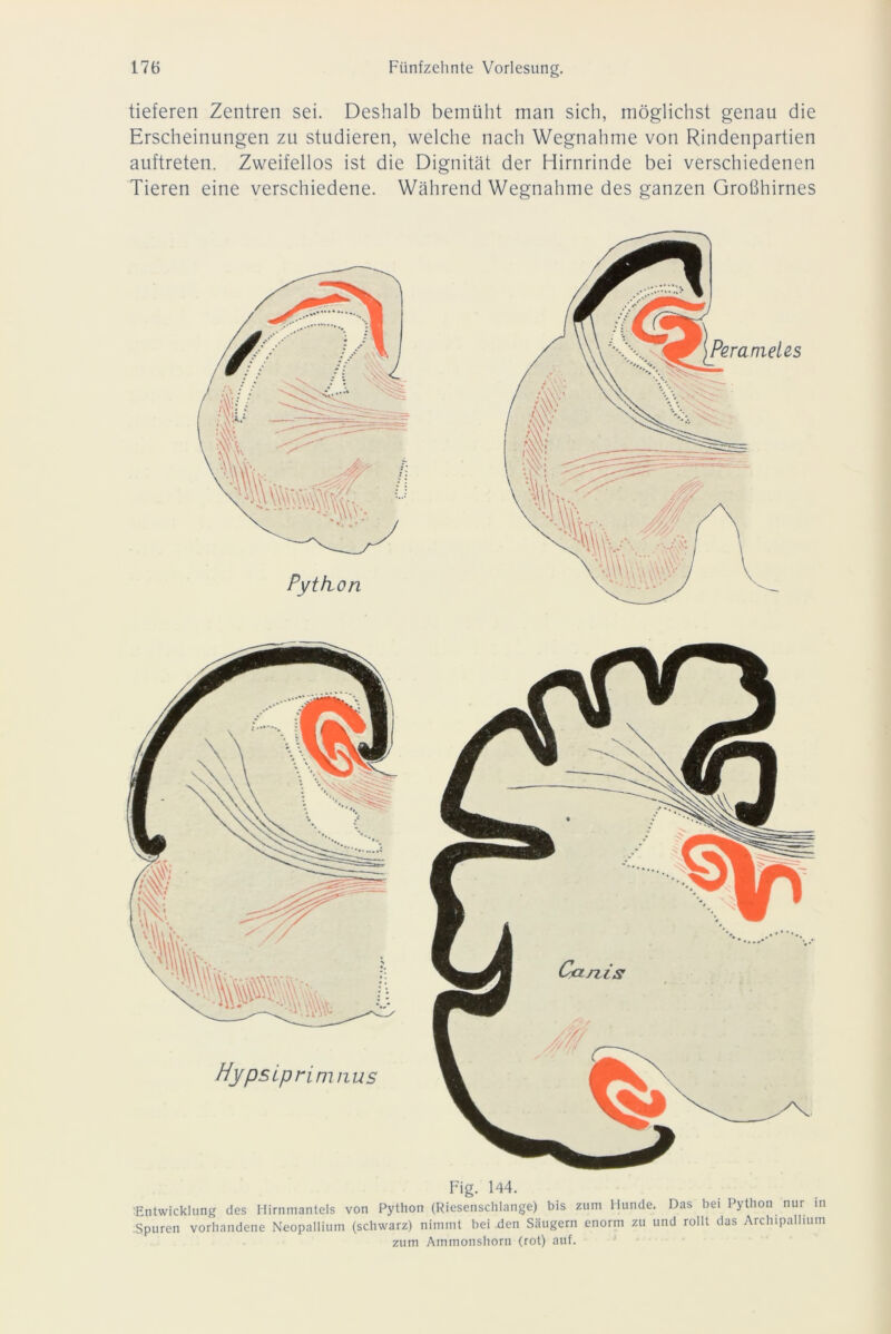 Perameles Python Hypsiprim aus Fig. 144. Entwicklung des Hirnmantels von Python (Riesenschlange) bis zum Hunde. Das bei Python nur in Spuren vorhandene Neopallium (schwarz) nimmt bei den Säugern enorm zu und rollt das Archipallium zum Ammonshorn (rot) auf. tieferen Zentren sei. Deshalb bemüht man sich, möglichst genau die Erscheinungen zu studieren, welche nach Wegnahme von Rindenpartien auftreten. Zweifellos ist die Dignität der Hirnrinde bei verschiedenen Tieren eine verschiedene. Während Wegnahme des ganzen Großhirnes