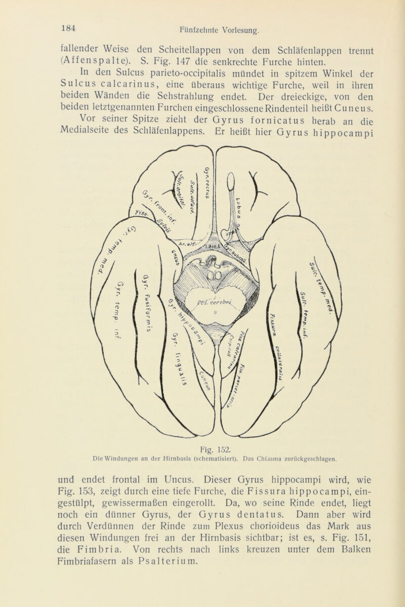 lallender Weise den Scheitellappen von dem Schläfenlappen trennt (Affenspalte). S. Fig. 147 die senkrechte Furche hinten. In den Sulcus parieto-occipitalis mündet in spitzem Winkel der Sulcus calcarinus, eine überaus wichtige Furche, weil in ihren beiden Wänden die Sehstrahlung endet. Der dreieckige, von den beiden letztgenannten Furchen eingeschlossene Rindenteil heißt Cu neus. Vor seiner Spitze zieht der Gyrus fornicatus herab an die Medialseite des Schläfenlappens. Er heißt hier Gyrus hippocampi Fig. 152. Die Windungen an der Hirnbasis (schematisiert). Das Clmsma zurückgeschlagen. und endet frontal im Uncus. Dieser Gyrus hippocampi wird, wie Fig. 153, zeigt durch eine tiefe Furche, die Fissura hippocampi, ein- gestülpt, gewissermaßen eingerollt. Da, wo seine Rinde endet, liegt noch ein dünner Gyrus, der Gyrus dentatus. Dann aber wird durch Verdünnen der Rinde zum Plexus chorioideus das Mark aus diesen Windungen frei an der Hirnbasis sichtbar; ist es, s. Fig. 151, die Fimbria. Von rechts nach links kreuzen unter dem Balken Fimbriafasern als Psalterium.