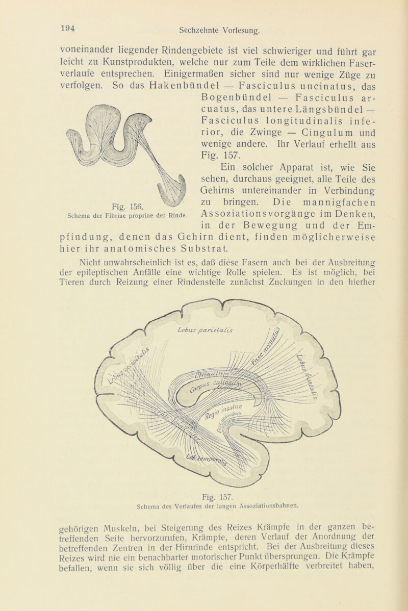 voneinander liegender Rindengebiete ist viel schwieriger und führt gar leicht zu Kunstprodukten, welche nur zum Teile dem wirklichen Faser- verlaufe entsprechen. Einigermaßen sicher sind nur wenige Züge zu verfolgen. So das Hakenbündel — Fasciculus uncinatus, das Bogenbündel — Fasciculus ar- cuatus, das untere Längsbündel — Fasciculus longitudinalis infe- rior, die Zwinge — Cingulum und wenige andere. Ihr Verlauf erhellt aus Fig. 157. Ein solcher Apparat ist, wie Sie sehen, durchaus geeignet, alle Teile des Gehirns untereinander in Verbindung zu bringen. Die mannigfachen Assoziationsvorgänge im Denken, in der Bewegung und der Em- pfindung, denen das Gehirn dient, finden möglicherweise hier ihr anatomisches Substrat. Fig. 156. Schema der Fibriae propriae der Rinde. Nicht unwahrscheinlich ist es, daß diese Fasern auch bei der Ausbreitung der epileptischen Anfälle eine wichtige Rolle spielen. Es ist möglich, bei Tieren durch Reizung einer Rindenstelle zunächst Zuckungen in den hierher Fig. 157. Schema des Verlaufes der langen Assoziationsbahnen. gehörigen Muskeln, bei Steigerung des Reizes Krämpfe in der ganzen be- treffenden Seite hervorzurufen, Krämpfe, deren Verlauf der Anordnung der betreffenden Zentren in der Hirnrinde entspricht. Bei der Ausbreitung dieses Reizes wird nie ein benachbarter motorischer Punkt übersprungen. Die Krämpfe befallen, wenn sie sich völlig über die eine Körperhälfte verbreitet haben,