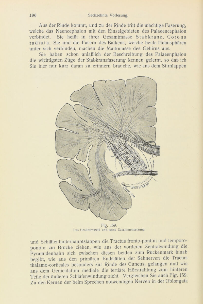 Aus der Rinde kommt, und zu der Rinde tritt die mächtige Faserung, welche das Neencephalon mit den Einzelgebieten des Palaeencephalon verbindet. Sie heißt in ihrer Gesamtmasse Stabkranz, Corona radiata. Sie und die Fasern des Balkens, welche beide Hemisphären unter sich verbinden, machen die Markmasse des Gehirns aus. Sie haben schon anläßlich der Beschreibung des Palaeenphalon die wichtigsten Züge der Stabkranzfaserung kennen gelernt, so daß ich Sie hier nur kurz daran zu erinnern brauche, wie aus dem Stirnlappen Fig. 159. Das Großhirnweiß und seine Zusammensetzung. und Schläfenhinterhauptslappen die Tractus fronto-pontini und temporo- pontini zur Brücke ziehen, wie aus der vorderen Zentralwindung die Pyramidenbahn sich zwischen diesen beiden zum Rückenmark hinab begibt, wie aus den primären Endstätten der Sehnerven die Tractus thalamo-corticales besonders zur Rinde des Cuneus, gelangen und wie aus dem Geniculatum mediale die tertiäre Hörstrahlung zum hinteren Teile der äußeren Schläfenwindung zieht. Vergleichen Sie auch Fig. 159. Zu den Kernen der beim Sprechen notwendigen Nerven in der Oblongata