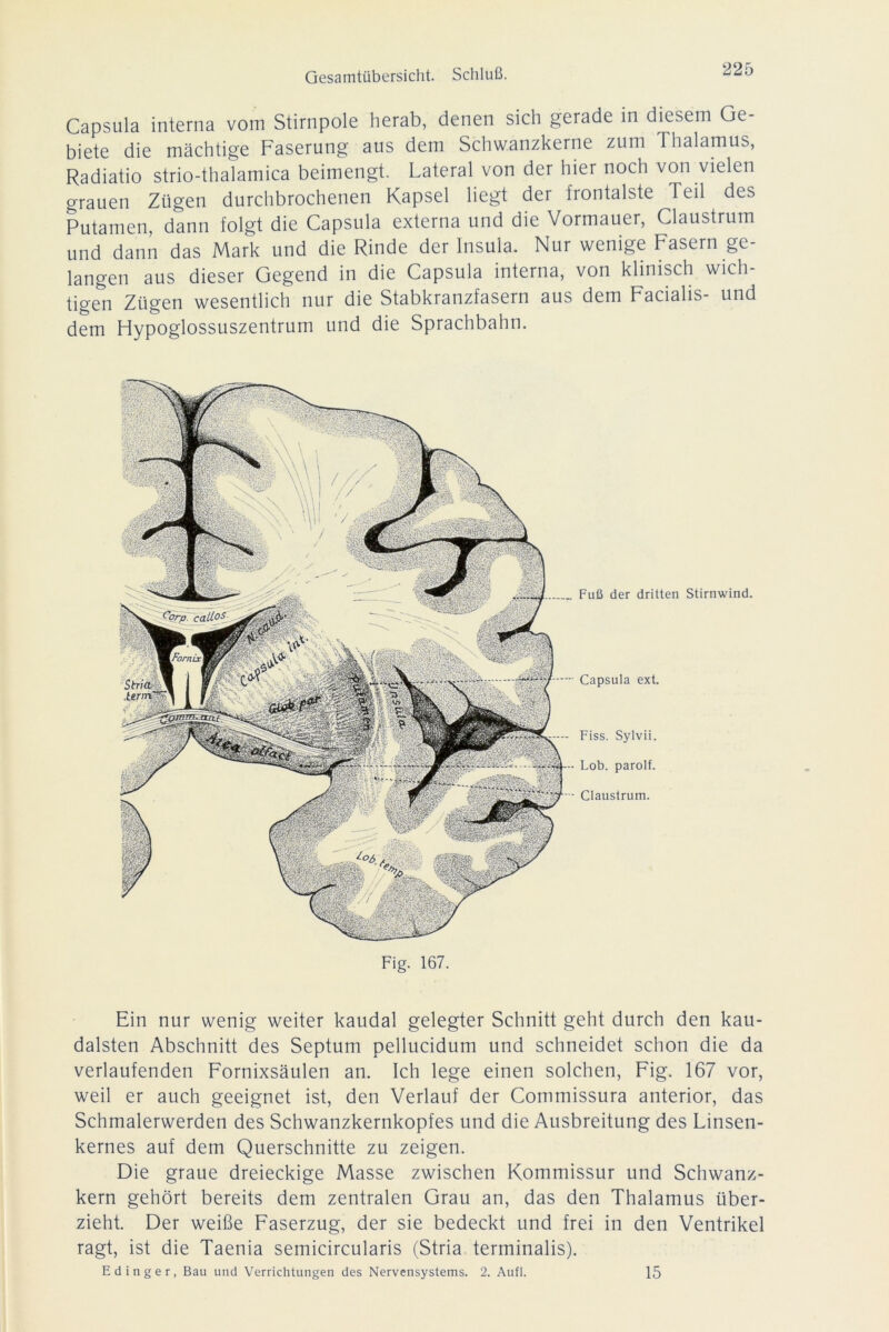 Capsula interna vom Stirnpole herab, denen sich gerade in diesem Ge- biete die mächtige Faserung aus dem Schwanzkerne zum Thalamus, Radiatio strio-thalamica beimengt. Lateral von der hier noch von vielen grauen Zügen durchbrochenen Kapsel liegt der frontalste 1 eil des Putamen, dann folgt die Capsula externa und die Vormauer, Claustrum und dann das Mark und die Rinde der lnsula. Nur wenige Fasern ge- langen aus dieser Gegend in die Capsula interna, von klinisch wich- tigen Zügen wesentlich nur die Stabkranzfasern aus dem Facialis- und dem Hypoglossuszentrum und die Sprachbahn. Fuß der dritten Stirnwind. Capsula ext. Fiss. Sylvii. Lob. parolf. Claustrum. Fig. 167. Ein nur wenig weiter kaudal gelegter Schnitt geht durch den kau- dalsten Abschnitt des Septum pellucidum und schneidet schon die da verlaufenden Fornixsäulen an. Ich lege einen solchen, Fig. 167 vor, weil er auch geeignet ist, den Verlauf der Commissura anterior, das Schmalerwerden des Schwanzkernkopfes und die Ausbreitung des Linsen- kernes auf dem Querschnitte zu zeigen. Die graue dreieckige Masse zwischen Kommissur und Schwanz- kern gehört bereits dem zentralen Grau an, das den Thalamus über- zieht. Der weiße Faserzug, der sie bedeckt und frei in den Ventrikel ragt, ist die Taenia semicircularis (Stria terminalis). Edinger, Bau und Verrichtungen des Nervensystems. 2. Aufl. 15