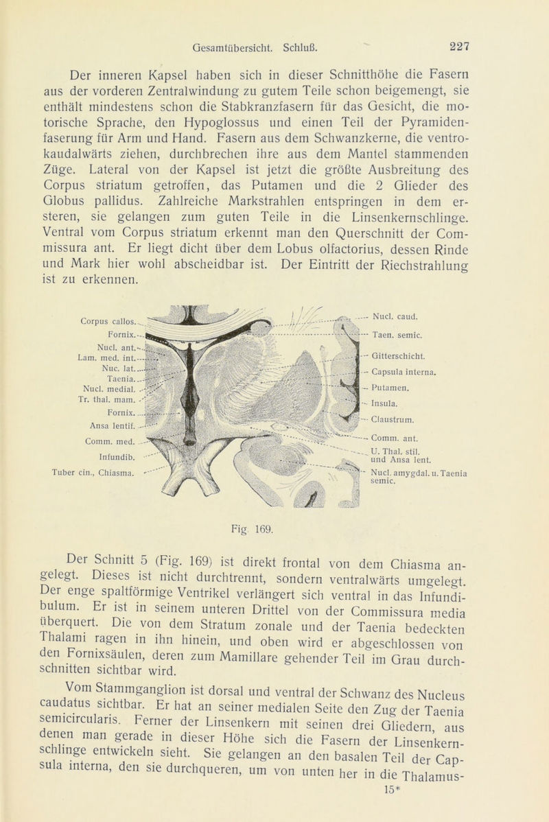 Der inneren Kapsel haben sich in dieser Schnitthöhe die Fasern aus der vorderen Zentralwindung zu gutem Teile schon beigemengt, sie enthält mindestens schon die Stabkranzfasern für das Gesicht, die mo- torische Sprache, den Hypoglossus und einen Teil der Pyramiden- faserung für Arm und Hand. Fasern aus dem Schwanzkerne, die ventro- kaudalwärts ziehen, durchbrechen ihre aus dem Mantel stammenden Züge. Lateral von der Kapsel ist jetzt die größte Ausbreitung des Corpus Striatum getroffen, das Putamen und die 2 Glieder des Globus pallidus. Zahlreiche Markstrahlen entspringen in dem er- steren, sie gelangen zum guten Teile in die Linsenkernschlinge. Ventral vom Corpus striatum erkennt man den Querschnitt der Com- missura ant. Er liegt dicht über dem Lobus olfactorius, dessen Rinde und Mark hier wohl abscheidbar ist. Der Eintritt der Riechstrahlung ist zu erkennen. Corpus callos. Fornix. Nucl. ant. Lam. med. int. Nuc. lat. Taenia. Nucl. medial. Tr. thal. mam. Fornix. Ansa lentif. Comm. med. Infundib. Tuber ein., Chiasma. - Nucl. caud. -- Taen. semic. - Gitterschicht. - Capsula interna. - Putamen. - Insula. -- Claustrum. - Comm. ant. ._ U. Thal. stil. und Ansa lent. - Nucl. amygdal. u. Taenia semic. Fig 169. Der Schnitt 5 (Fig. 169) ist direkt frontal von dem Chiasma an- gelegt. Dieses ist nicht durchtrennt, sondern ventralwärts umgelegt. Der enge spaltförmige Ventrikel verlängert sich ventral in das Infundi- bulum. Er ist in seinem unteren Drittel von der Commissura media überquert. Die von dem Stratum zonale und der Taenia bedeckten halami ragen in ihn hinein, und oben wird er abgeschlossen von den Fornixsäulen, deren zum Mamillare gehender Teil im Grau durch- schnitten sichtbar wird. Vom Stammganglion ist dorsal und ventral der Schwanz des Nucleus caudatus sichtbar. Er hat an seiner medialen Seite den Zug der Taenia semicircularis. Ferner der Linsenkern mit seinen drei Gliedern aus denen man gerade in dieser Höhe sich die Fasern der Linsenkern- llinge entwickeln sieht. Sie gelangen an den basalen Teil der CaD- sula interna, den sie durchqueren, um von unten her in die Thalamus- 15*