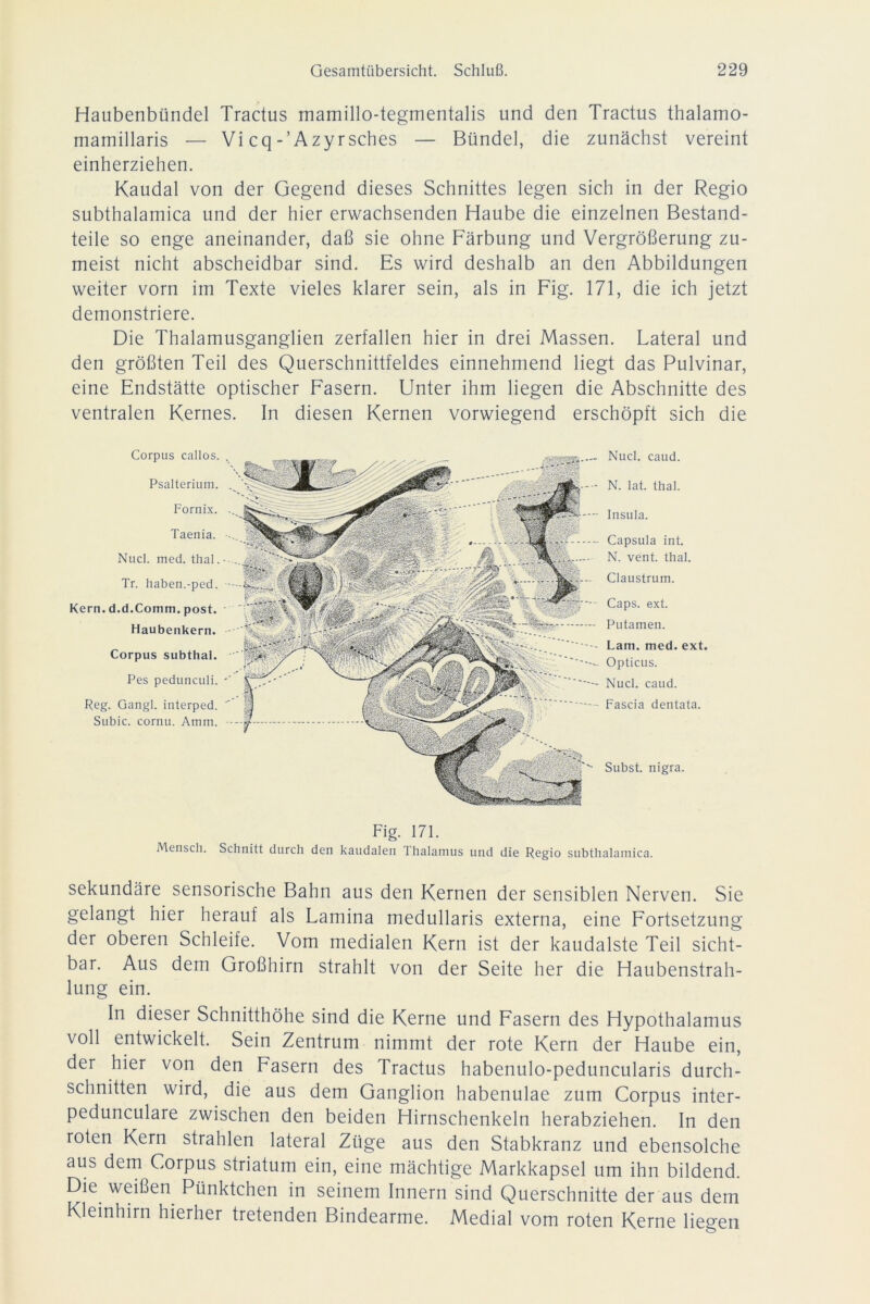 Haubenbündel Tractus mamillo-tegmentalis und den Tractus thalamo- mamillaris — Vi cqAzyrsches — Bündel, die zunächst vereint einherziehen. Kaudal von der Gegend dieses Schnittes legen sich in der Regio subthalamica und der hier erwachsenden Haube die einzelnen Bestand- teile so enge aneinander, daß sie ohne Färbung und Vergrößerung zu- meist nicht abscheidbar sind. Es wird deshalb an den Abbildungen weiter vorn im Texte vieles klarer sein, als in Fig. 171, die ich jetzt demonstriere. Die Thalamusganglien zerfallen hier in drei Massen. Lateral und den größten Teil des Querschnittfeldes einnehmend liegt das Pulvinar, eine Endstätte optischer Fasern. Unter ihm liegen die Abschnitte des ventralen Kernes. In diesen Kernen vorwiegend erschöpft sich die Nucl. caud. N. lat. thal. Insula. Capsula int. N. vent. thal. Claustrum. Caps. ext. Putamen. Lam. med. ext. Opticus. Nucl. caud. Fascia dentata. Subst. nigra. Fig. 171. Mensch. Schnitt durch den kaudalen Thalamus und die Regio subthalamica. sekundäre sensorische Bahn aus den Kernen der sensiblen Nerven. Sie gelangt hier herauf als Lamina medullaris externa, eine Fortsetzung der oberen Schleife. Vom medialen Kern ist der kaudalste Teil sicht- bar. Aus dem Großhirn strahlt von der Seite her die Haubenstrah- lung ein. In dieser Schnitthöhe sind die Kerne und Fasern des Hypothalamus voll entwickelt. Sein Zentrum nimmt der rote Kern der Haube ein, der hier von den Fasern des Tractus habenulo-peduncularis durch- schnitten wird, die aus dem Ganglion habenulae zum Corpus inter- pedunculare zwischen den beiden Hirnschenkeln herabziehen. In den roten Kern strahlen lateral Züge aus den Stabkranz und ebensolche aus dem Corpus Striatum ein, eine mächtige Markkapsel um ihn bildend. Die weißen Pünktchen in seinem Innern sind Querschnitte der aus dem Kleinhirn hierher tretenden Bindearme. Medial vom roten Kerne liegen Corpus callos. . Psalterium. . Fornix. . Taenia. Nucl. med. thal Tr. haben.-ped. - Kern. d.d.Comm. post. Haubenkern. Corpus subthal. Pes pedunculi. *' Reg. Gangl. interped. ' Subic. cornu. Amm.