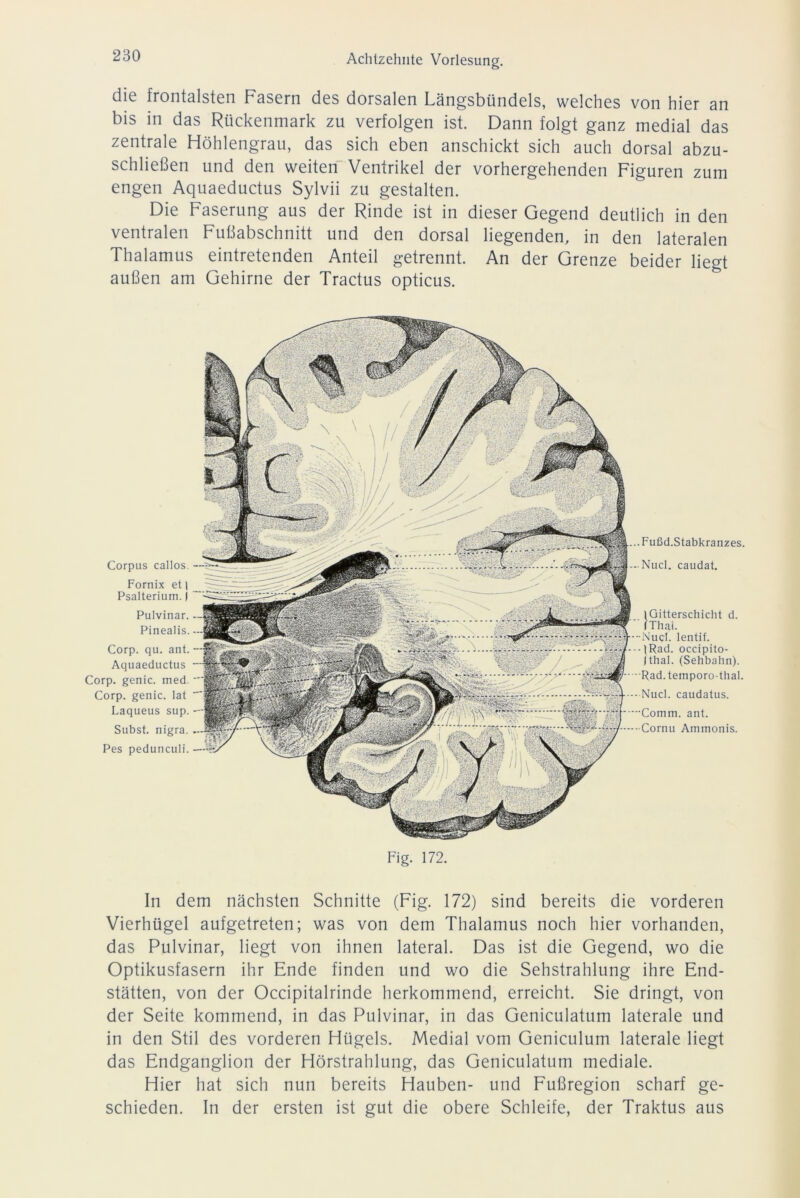 die frontalsten Fasern des dorsalen Längsbündels, welches von hier an bis in das Rückenmark zu verfolgen ist. Dann folgt ganz medial das zentrale Höhlengrau, das sich eben anschickt sich auch dorsal abzu- schließen und den weiten Ventrikel der vorhergehenden Figuren zum engen Aquaeductus Sylvii zu gestalten. Die Faserung aus der Rinde ist in dieser Gegend deutlich in den ventralen Fußabschnitt und den dorsal liegenden, in den lateralen Thalamus eintretenden Anteil getrennt. An der Grenze beider liegt außen am Gehirne der Tractus opticus. Corpus callos. ~ Fornix et| Psalterium. j “ Pulvinar. Pinealis. Corp. qu. ant. Aquaeductus Corp. genic. med. Corp. genic. lat Laqueus sup. Subst. nigra. Pes pedunculi. . Fußd.Stabkranzes. • Nucl. caudat. 1 Gitterschicht d. (Thal. •Nuql. lentif. - iRad. occipito- jthal. (Sehbahn). Rad.temporo-thal. Nucl. caudatus. 'Comm. ant. Cornu Ammonis. Fig. 172. In dem nächsten Schnitte (Fig. 172) sind bereits die vorderen Vierhügel aufgetreten; was von dem Thalamus noch hier vorhanden, das Pulvinar, liegt von ihnen lateral. Das ist die Gegend, wo die Optikusfasern ihr Ende finden und wo die Sehstrahlung ihre End- stätten, von der Occipitalrinde herkommend, erreicht. Sie dringt, von der Seite kommend, in das Pulvinar, in das Geniculatum laterale und in den Stil des vorderen Hügels. Medial vom Geniculum laterale liegt das Endganglion der Hörstrahlung, das Geniculatum mediale. Hier hat sich nun bereits Hauben- und Fußregion scharf ge- schieden. In der ersten ist gut die obere Schleife, der Traktus aus