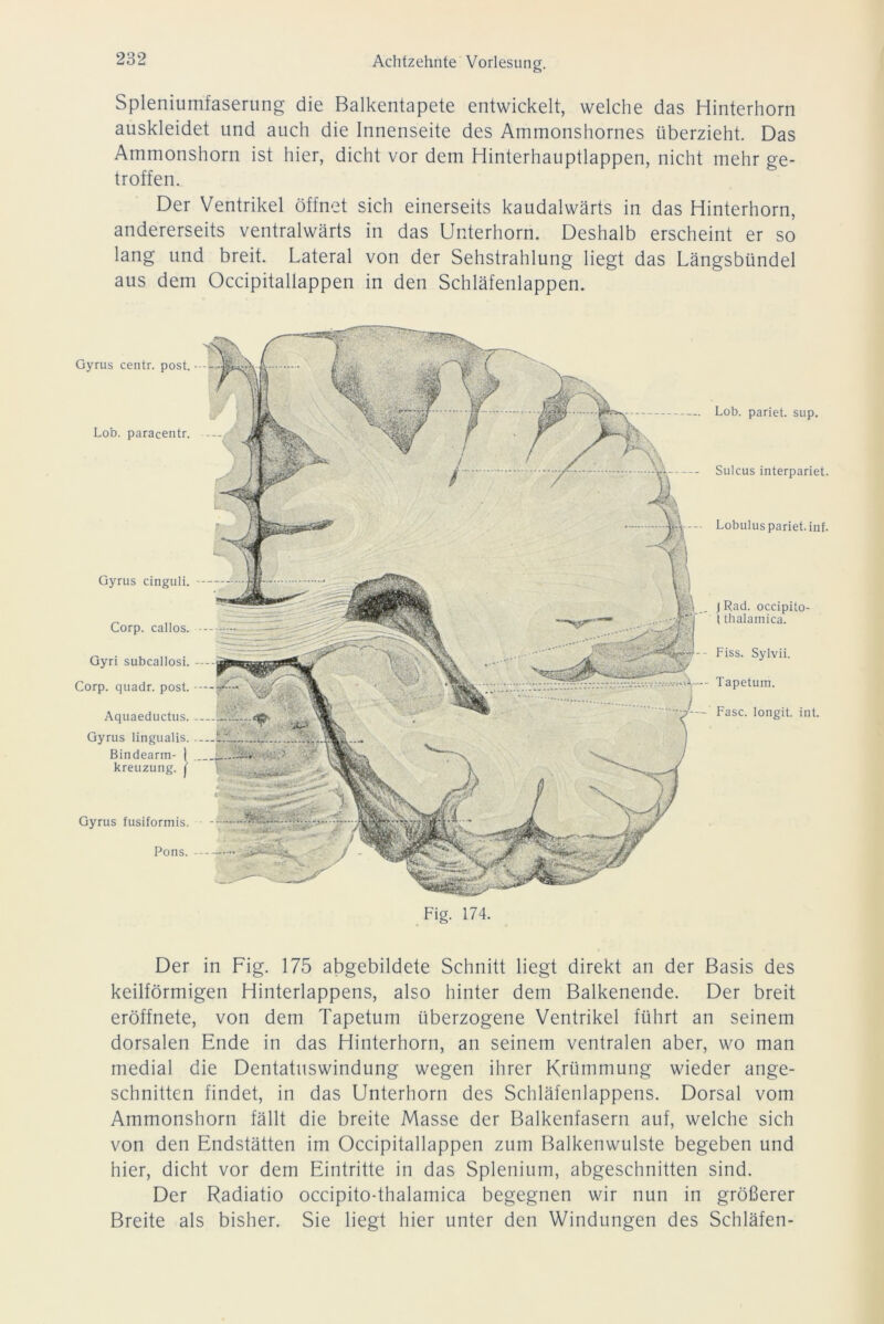 Spleniumfaserung die Balkentapete entwickelt, welche das Hinterhorn auskleidet und auch die Innenseite des Ammonshornes überzieht. Das Ammonshorn ist hier, dicht vor dem Hinterhauptlappen, nicht mehr ge- troffen. Der Ventrikel öffnet sich einerseits kaudalwärts in das Hinterhorn, andererseits ventralwärts in das Unterhorn. Deshalb erscheint er so lang und breit. Lateral von der Sehstrahlung liegt das Längsbündel aus dem Occipitallappen in den Schläfenlappen. Gyrus centr. post. Lobuluspariet.inf. Gyrus fusiformis. Pons. Lob. paracentr. Lob. pariet. sup. Sulcus interpariet. Gyrus cinguli. Corp. callos. Gyri subcallosi. Corp. quadr. post. Aquaeductus. Gyrus lingualis. Bindearm- 1 kreuzung. | j Rad. occipito- t thalamica. Fiss. Sylvii. Tapetum. Fase, longit. int. Fig. 174. Der in Fig. 175 abgebildete Schnitt liegt direkt an der Basis des keilförmigen Hinterlappens, also hinter dem Balkenende. Der breit eröffnete, von dem Tapetum überzogene Ventrikel führt an seinem dorsalen Ende in das Hinterhorn, an seinem ventralen aber, wo man medial die Dentatuswindung wegen ihrer Krümmung wieder ange- schnitten findet, in das Unterhorn des Schläfenlappens. Dorsal vom Ammonshorn fällt die breite Masse der Balkenfasern auf, welche sich von den Endstätten im Occipitallappen zum Balkenwulste begeben und hier, dicht vor dem Eintritte in das Splenium, abgeschnitten sind. Der Radiatio occipito-thalamica begegnen wir nun in größerer Breite als bisher. Sie liegt hier unter den Windungen des Schläfen-