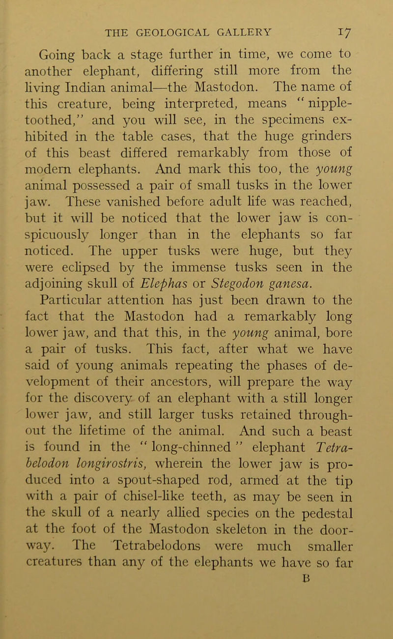 Going back a stage further in time, we come to another elephant, differing still more from the living Indian animal—the Mastodon. The name of this creature, being interpreted, means “ nipple- toothed,” and you will see, in the specimens ex- hibited in the table cases, that the huge grinders of this beast differed remarkably from those of modem elephants. And mark this too, the young animal possessed a pair of small tusks in the lower jaw. These vanished before adult life was reached, but it will be noticed that the lower jaw is con- spicuously longer than in the elephants so far noticed. The upper tusks were huge, but they were eclipsed by the immense tusks seen in the adjoining skull of Elephas or Stegodon ganesa. Particular attention has just been drawn to the fact that the Mastodon had a remarkably long lower jaw, and that this, in the young animal, bore a pair of tusks. This fact, after what we have said of young animals repeating the phases of de- velopment of their ancestors, will prepare the way for the discovery of an elephant with a still longer lower jaw, and still larger tusks retained through- out the lifetime of the animal. And such a beast is found in the “ long-chinned ” elephant Tetra- belodon longirostris, wherein the lower jaw is pro- duced into a spout-shaped rod, armed at the tip with a pair of chisel-like teeth, as may be seen in the skull of a nearly allied species on the pedestal at the foot of the Mastodon skeleton in the door- way. The Tetrabelodons were much smaller creatures than any of the elephants we have so far