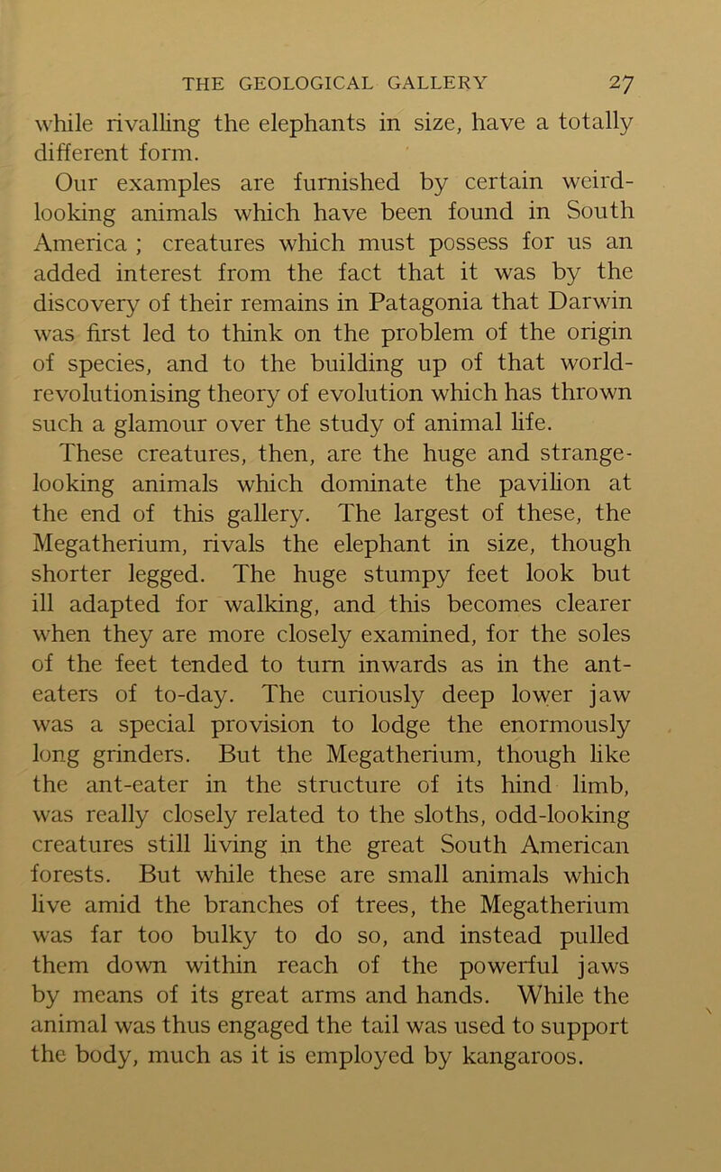 while rivalling the elephants in size, have a totally different form. Our examples are furnished by certain weird- looking animals which have been found in South America ; creatures which must possess for us an added interest from the fact that it was by the discovery of their remains in Patagonia that Darwin was first led to think on the problem of the origin of species, and to the building up of that world- revolutionising theory of evolution which has thrown such a glamour over the study of animal life. These creatures, then, are the huge and strange- looking animals which dominate the pavilion at the end of this gallery. The largest of these, the Megatherium, rivals the elephant in size, though shorter legged. The huge stumpy feet look but ill adapted for walking, and this becomes clearer when they are more closely examined, for the soles of the feet tended to turn inwards as in the ant- eaters of to-day. The curiously deep lower jaw was a special provision to lodge the enormously long grinders. But the Megatherium, though like the ant-eater in the structure of its hind limb, was really closely related to the sloths, odd-looking creatures still living in the great South American forests. But while these are small animals which live amid the branches of trees, the Megatherium was far too bulky to do so, and instead pulled them down within reach of the powerful jaws by means of its great arms and hands. While the animal was thus engaged the tail was used to support the body, much as it is employed by kangaroos.