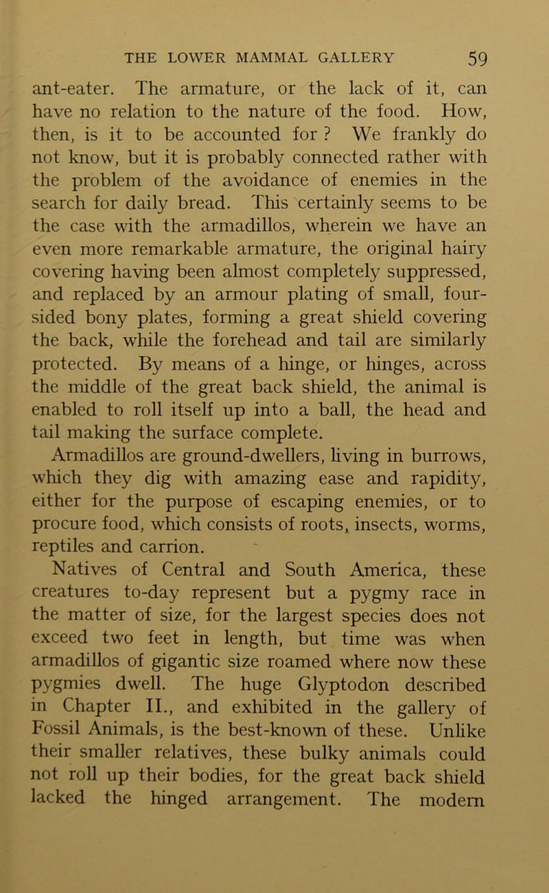 ant-eater. The armature, or the lack of it, can have no relation to the nature of the food. How, then, is it to be accounted for ? We frankly do not know, but it is probably connected rather with the problem of the avoidance of enemies in the search for daily bread. This certainly seems to be the case with the armadillos, wherein we have an even more remarkable armature, the original hairy covering having been almost completely suppressed, and replaced by an armour plating of small, four- sided bony plates, forming a great shield covering the back, while the forehead and tail are similarly protected. By means of a hinge, or hinges, across the middle of the great back shield, the animal is enabled to roll itself up into a ball, the head and tail making the surface complete. Armadillos are ground-dwellers, living in burrows, which they dig with amazing ease and rapidity, either for the purpose of escaping enemies, or to procure food, which consists of roots, insects, worms, reptiles and carrion. Natives of Central and South America, these creatures to-day represent but a pygmy race in the matter of size, for the largest species does not exceed two feet in length, but time was when armadillos of gigantic size roamed where now these pygmies dwell. The huge Glyptodon described in Chapter II., and exhibited in the gallery of Fossil Animals, is the best-known of these. Unlike their smaller relatives, these bulky animals could not roll up their bodies, for the great back shield lacked the hinged arrangement. The modem