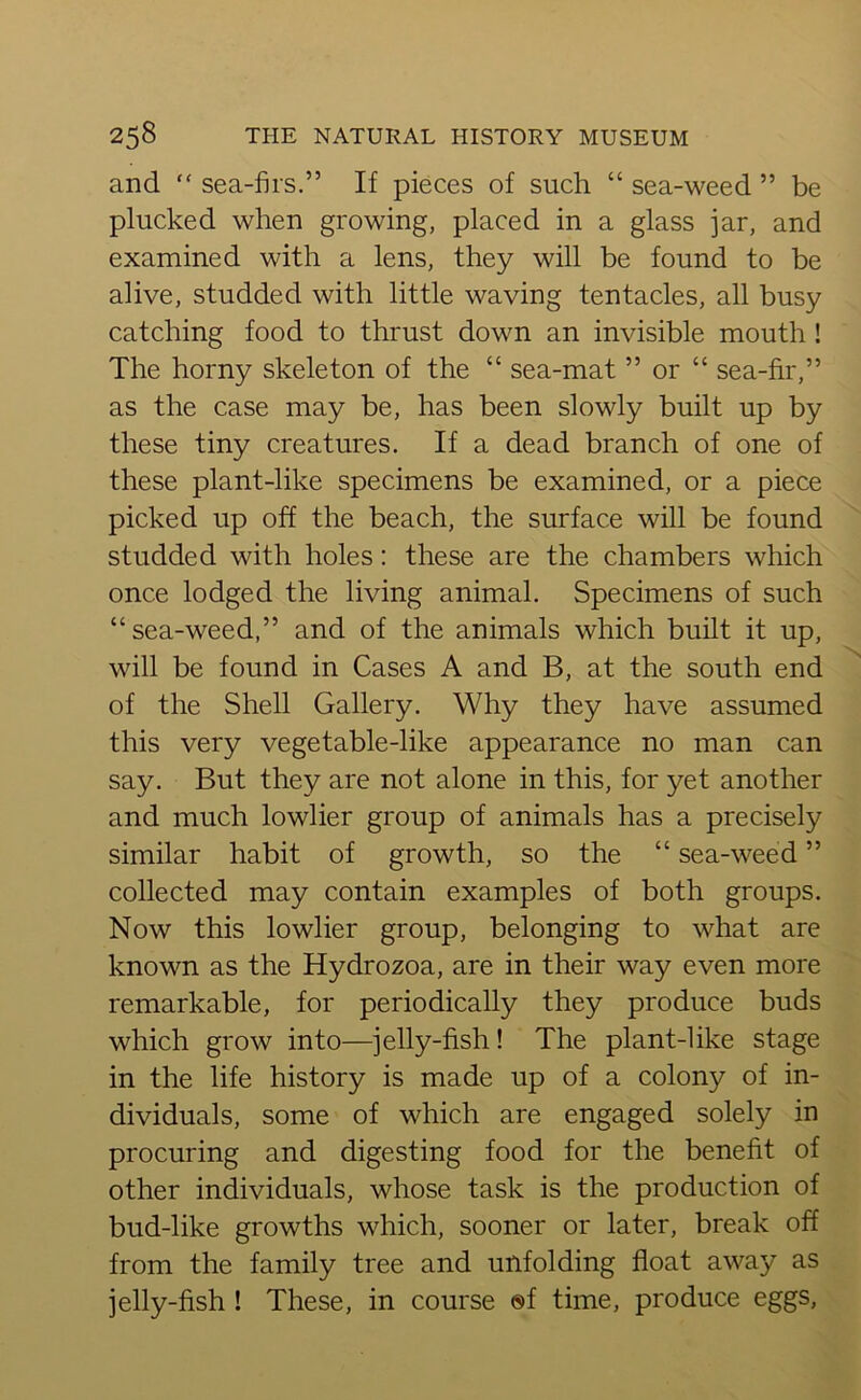 and “ sea-firs.” If pieces of such “ sea-weed ” be plucked when growing, placed in a glass jar, and examined with a lens, they will be found to be alive, studded with little waving tentacles, all busy catching food to thrust down an invisible mouth ! The horny skeleton of the “ sea-mat ” or “ sea-fir,” as the case may be, has been slowly built up by these tiny creatures. If a dead branch of one of these plant-like specimens be examined, or a piece picked up off the beach, the surface will be found studded with holes: these are the chambers which once lodged the living animal. Specimens of such “sea-weed,” and of the animals which built it up, will be found in Cases A and B, at the south end of the Shell Gallery. Why they have assumed this very vegetable-like appearance no man can say. But they are not alone in this, for yet another and much lowlier group of animals has a precisely similar habit of growth, so the “ sea-weed ” collected may contain examples of both groups. Now this lowlier group, belonging to what are known as the Hydrozoa, are in their way even more remarkable, for periodically they produce buds which grow into—jelly-fish! The plant-like stage in the life history is made up of a colony of in- dividuals, some of which are engaged solely in procuring and digesting food for the benefit of other individuals, whose task is the production of bud-like growths which, sooner or later, break off from the family tree and unfolding float away as jelly-fish ! These, in course ®f time, produce eggs,