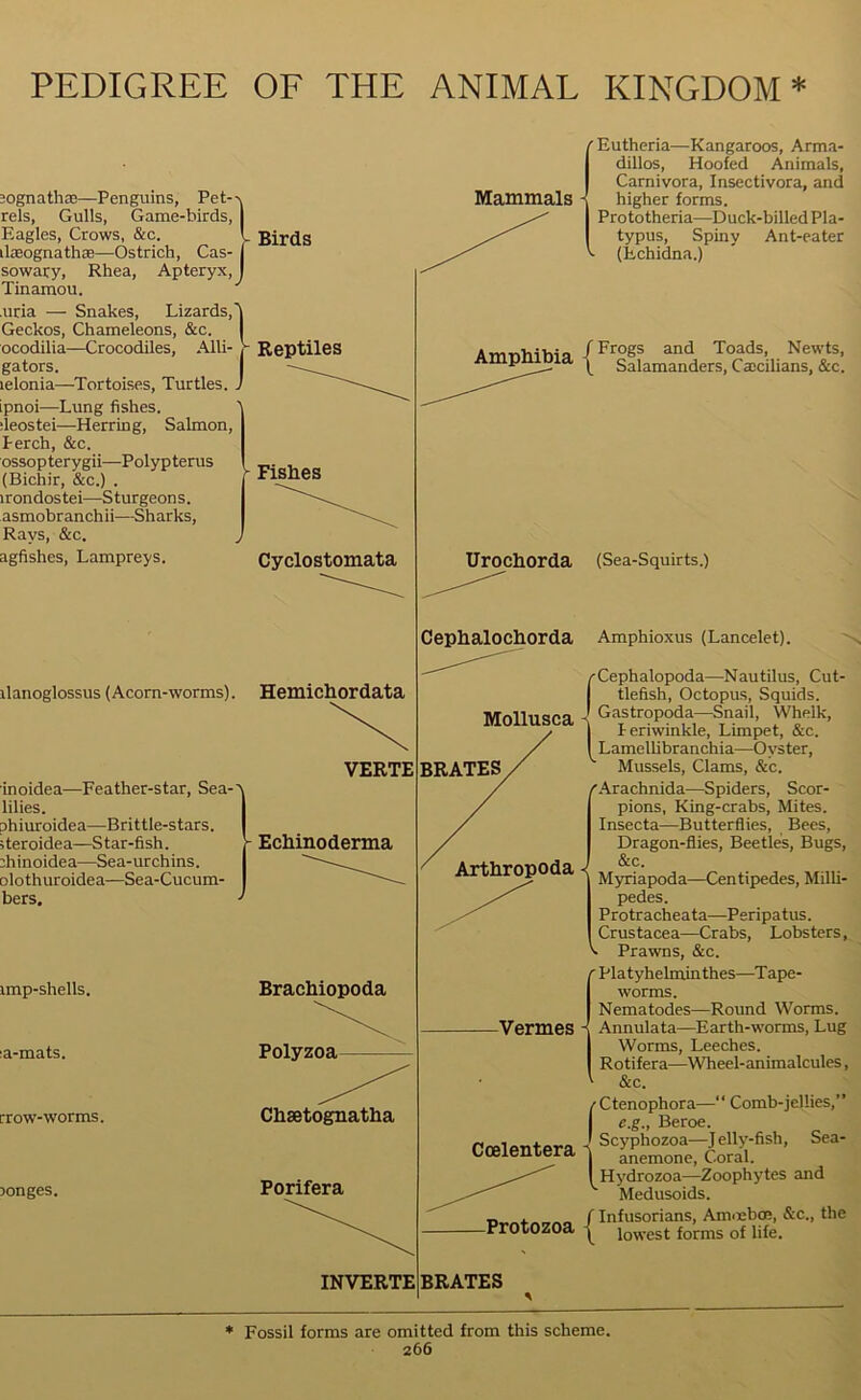 PEDIGREE OF THE ANIMAL KINGDOM* sognathae—Penguins, Pet-> rels, Gulls, Game-birds, Eagles, Crows, &c. L Birds ilaeognath®—Ostrich, Cas- j sowary, Rhea, Apteryx,! Tinamou. .uria — Snakes, Lizards,' Geckos, Chameleons, &c. ocodilia—Crocodiles, Alii- - Reptiles gators. lelonia—Tortoises, Turtles, ipnoi—Lung fishes. ■ieostei—Herring, Salmon, Perch, &c. ossopterygii—Polyp terus (Bichir, &c.) . irondos tei—S turgeon s. asmobranchii—Sharks, Rays, &c. agfishes, Lampreys. Mammals ' Eutheria—Kangaroos, Arma- dillos, Hoofed Animals, Carnivora, Insectivora, and higher forms. Prototheria—Duck-billed Pla- typus, Spiny Ant-eater (Echidna.) Fishes Cyclostomata ilanoglossus (Acorn-worms). Hemichordata inoidea—Feather-star, Sea-^ lilies. phiuroidea—Brittle-stars, iteroidea—Star-fish, diinoidea—Sea-urchins, olothuroidea—Sea-Cucum- bers. imp-shells. VERTE Echinoderma :a-mats. rrow-worms. Brachiopoda Polyzoa longes. Chsetognatha Porifera INVERTE Arrmhihia /Fr°gs and Toads, Newts, Ampmpia ^ Salamanders, Cacilians, &c. UrOChOrda (Sea-Squirts.) Cephalochorda Amphioxus (Lancelet). {Cephalopoda—Nautilus, Cut- tlefish, Octopus, Squids. Gastropoda Snail, Whelk, Periwinkle, Limpet, &c. Lamellibranchia—Ovster, BKAT.ES / Mussels, Clams, &c. ^Arachnida—Spiders, Scor- pions, King-crabs, Mites. Insecta—Butterflies, Bees, Dragon-flies, Beetles, Bugs, &c. Myriapoda—Centipedes, Milli- pedes. Protracheata—Peripatus. Crustacea—Crabs, Lobsters, . Prawns, &c. [ Platyhelminthes—^Tape- worms. Nematodes—Round Worms. Annulata—Earth-worms, Lug Worms, Leeches. Rotifera—Wheel-animalcules, &c. fCtenophora—“ Comb-jellies,” e.g., Beroe. Arthropoda < -Vermes Coelentera Scyphozoa—Jelly-fish, Sea- | anemone, Coral. ^Hydrozoa—Zoophytes and Medusoids. / Infusorians, Am.cbce, &c., the -Protozoa ^ lowest forms of life BRATES * Fossil forms are omitted from this scheme.