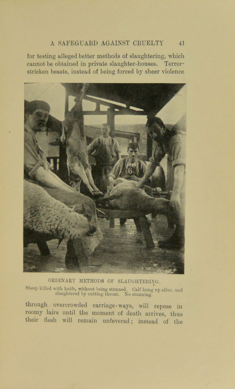 for testing alleged better methods of slaughtering, which cannot be obtained in private slaughter-houses. Terror- stricken beasts, instead of being forced by sheer violence ORDINARY METHODS OF SLAUGHTERING. Sheep killed with knife, without being stunned. Calf hung up alive, and slaughtered by cutting throat. No stunning. through overcrowded carriage-ways, will repose in roomy lairs until the moment of death arrives, thus their flesh will remain unfevered; instead of the