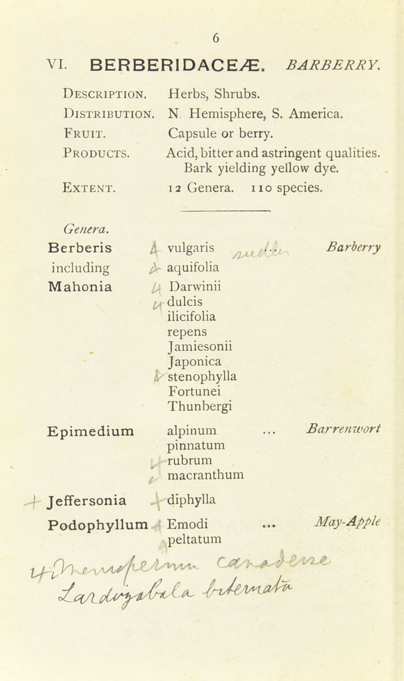 VI. BERBERI DACE/E. BARBERRY. Description. Herbs, Shrubs. Distribution. N Hemisphere, S. America. Fruit. Capsule or berry. Products. Acid, bitter and astringent qualities. Bark yielding yellow dye. Extent. 12 Genera, no species. Genera. Berberis A vulgaris (< i.'t, Barberry including fcr aquifolia Mahonia l^ Darwinii • dulcis ilicifolia repens Jamiesonii Japonica . stenophylla Fortunei Thunbergi Epimedium alpinum ... Barrenwort pinnatum rubrum macranthum ^\- Jeffersonia diphylla Podophyllui m ' Emodi ••• May-Apple peltatum