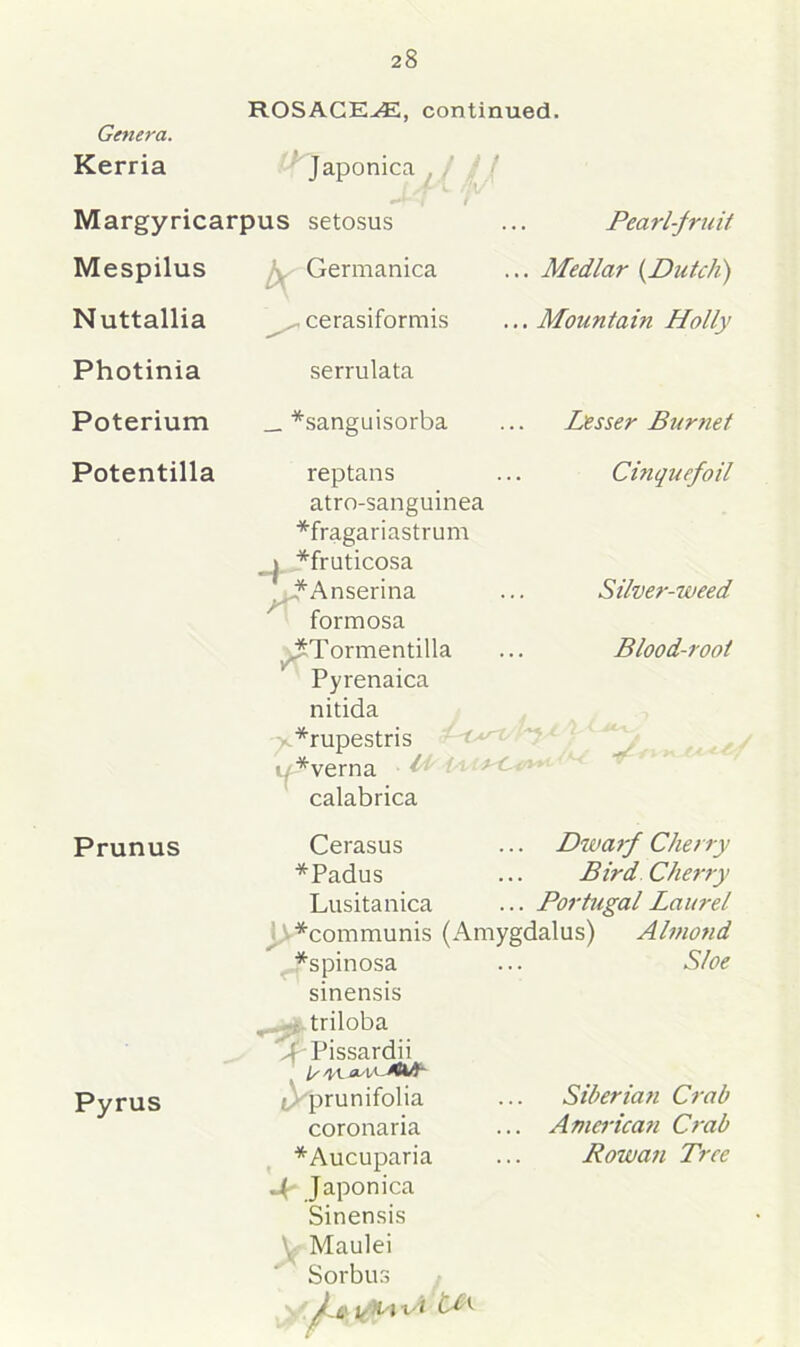 ROSACE^E, continued. Genera. Kerria Japonica Margyricarpus setosus . Pearl-fruit Mespilus Germanica Medlar {Dutch) Nuttallia Photinia cerasiformis serrulata . Mountain Holly Poterium __ *sanguisorba Lesser Burnet Potentilla reptans atro-sanguinea *fragariastrum 1 *fruticosa J^Anserina formosa *Tormentilla Pyrenaica nitida - *rupestris i/-*verna • Lb calabrica Cinquefoil Silver-weed Blood-root Prunus Cerasus ... Dwarf Cherry *Padus ... Bird Cherry Lusitanica ... Portugal Laurel *Communis (Amygdalus) Almond ..fspinosa ... Sloe sinensis triloba J^-Pissardii 1/ 41 Pyrus tVprunifolia coronaria *Aucuparia 4' Japonica Sinensis \ Maulei Sorbus / o p i-'J vt tLy Siberian Crab . American Crab Rowan Tree