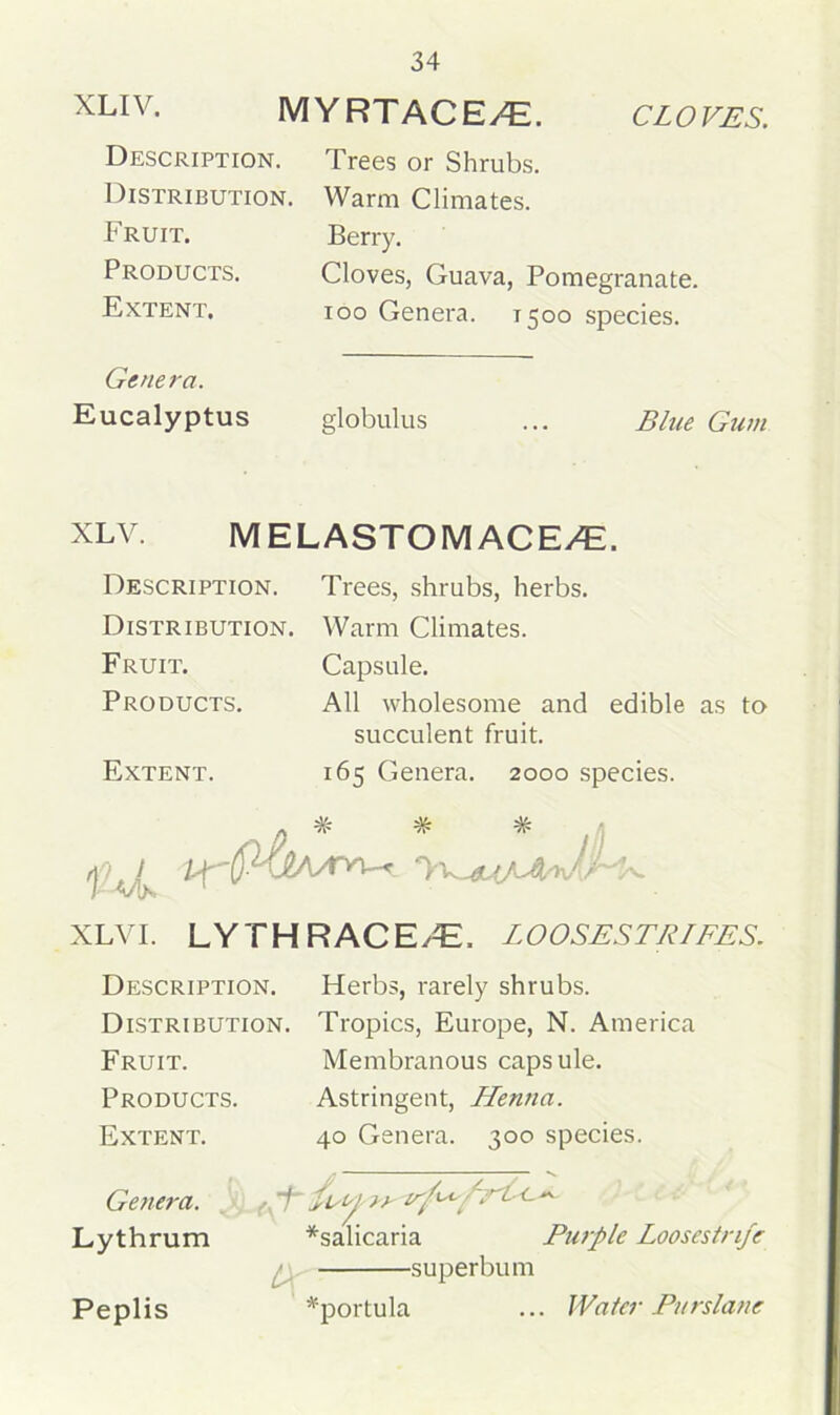 XLIV. MYRTACE/E. CLOVES. Description. Trees or Shrubs. Distribution. Warm Climates. Fruit. Berry. Products. Cloves, Guava, Pomegranate. Extent, ioo Genera. 1500 species. Genera. Eucalyptus globulus ... Blue Gum XLV. MELASTOM ACE/E. Description. Trees, shrubs, herbs. Distribution. Warm Climates. Fruit. Capsule. Products. All wholesome and edible as to succulent fruit. Extent. 165 Genera. 2000 species. % # XLV I. LYTHRACE/E, LOOSESTRIFES. Description. Herbs, rarely shrubs. Distribution. Tropics, Europe, N. America Fruit. Membranous capsule. Products. Astringent, Henna. Extent. 40 Genera. 300 species. Genera. . • Lythrum *salicaria Purple Loosestrife superbu m Peplis *portula ... Water Purslane