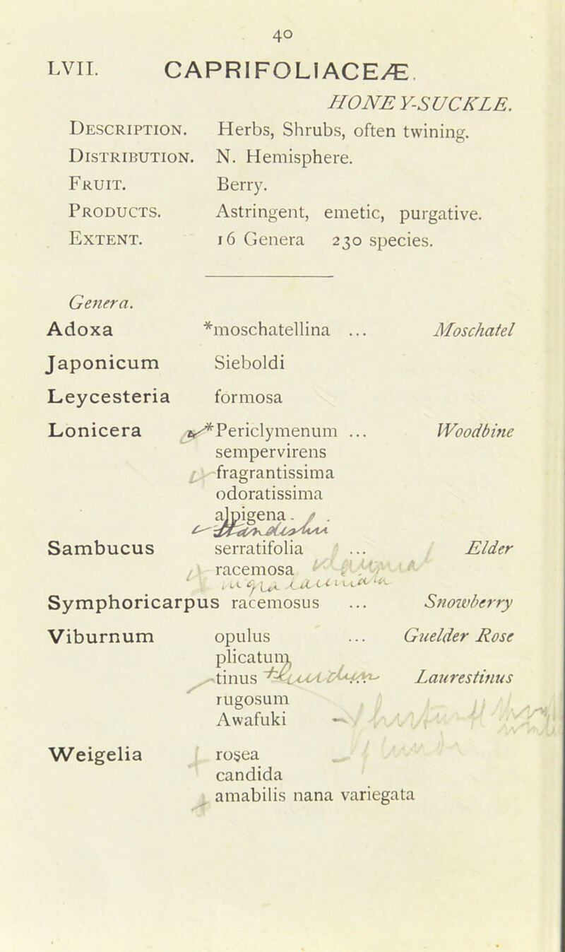 HONE Y-SUCKLE. Description. Herbs, Shrubs, often twining. Distribution. N. Hemisphere. Fruit. Berry. Products. Astringent, emetic, purgative. Extent. 16 Genera 230 species. Genera. Adoxa *moschatellina ... Moschatel Japonicum Sieboldi Leycesteria formosa Lonicera ./a^Periclymenum ... Woodbine sempervirens fragrantissima odoratissima alpigena - / . Sambucus serratifolia ... Elder racemosa ; . b Symphoricarpus racemosus ... Snowberry Viburnum Weigelia opulus ... Guelder Rose plicatum tinus Laurestinus rugosum Awafuki —by a/\AAA^ rosea Candida amabilis nana variegata