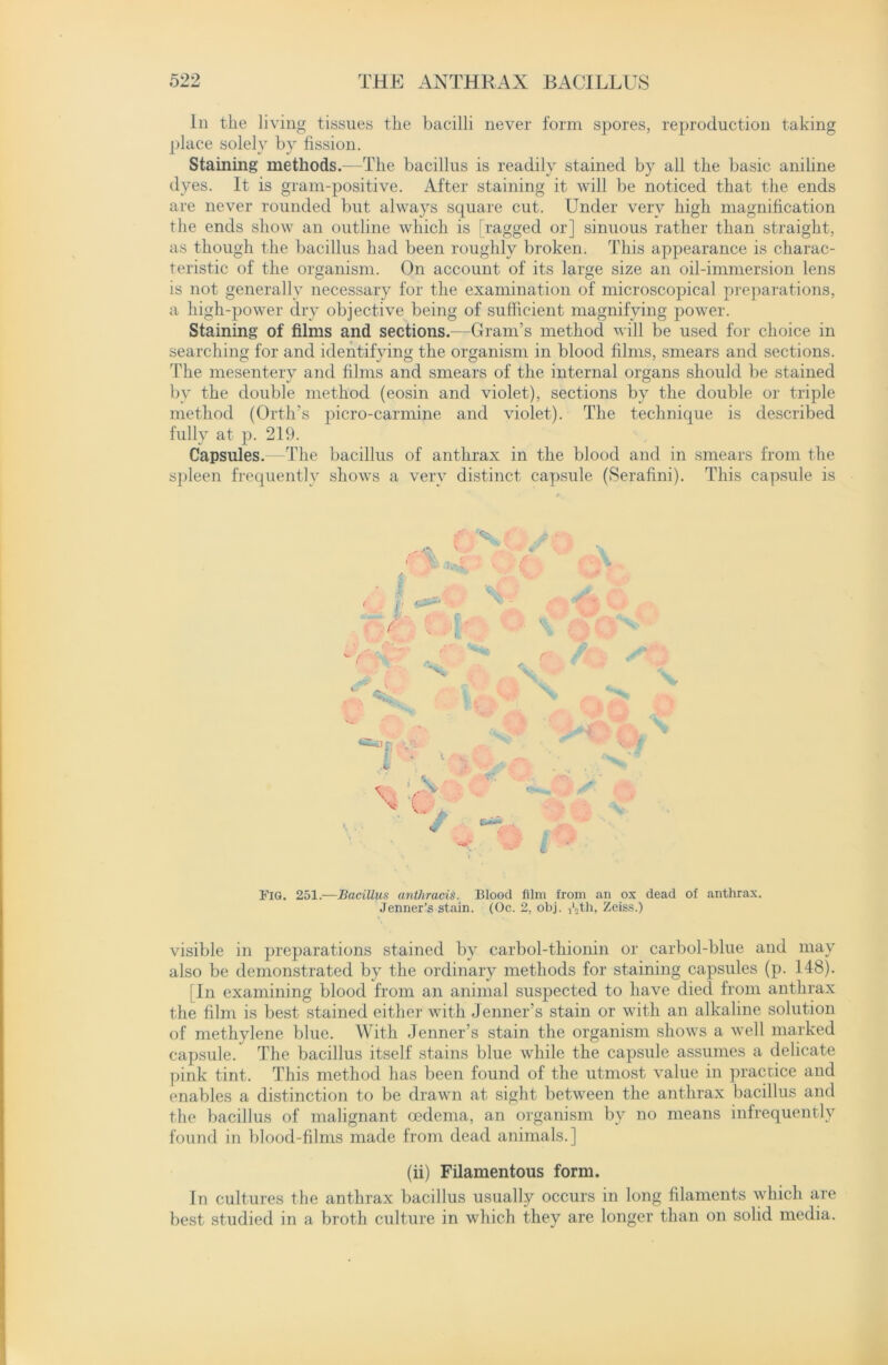 In the living tissues the bacilli never form spores, reproduction taking place solely bv fission. Staining methods.—The bacillus is readily stained by all the basic aniline dyes. It is gram-positive. After staining it will be noticed that the ends are never rounded but always square cut. Under very high magnification the ends show an outline which is [ragged or] sinuous rather than straight, as though the bacillus had been roughly broken. This appearance is charac- teristic of the organism. On account of its large size an oil-immersion lens is not generally necessary for the examination of microscopical preparations, a high-power dry objective being of sufficient magnifying power. Staining of films and sections.-—Gram’s method will be used for choice in searching for and identifying the organism in blood films, smears and sections. The mesentery and films and smears of the internal organs should be stained by the double method (eosin and violet), sections by the double or triple method (Orth’s picro-carmine and violet). The technique is described fully at p. 219. Capsules.—The bacillus of anthrax in the blood and in smears from the spleen frequently shows a very distinct capsule (Serafini). This capsule is t •o' Fig. 251.—Bacillus anthracis. Blood film from an ox dead of anthrax. Jenner’s stain. (Oc. 2, obj. Ath, Zeiss.) visible in preparations stained by carbol-thionin or carbol-blue and may also be demonstrated by the ordinary methods for staining capsules (p. 148). [In examining blood from an animal suspected to have died from anthrax the film is best stained either with Jenner’s stain or with an alkaline solution of methylene blue. With Jenner’s stain the organism shows a well marked capsule. The bacillus itself stains blue while the capsule assumes a delicate pink tint. This method has been found of the utmost value in practice and enables a distinction to be drawn at sight between the anthrax bacillus and the bacillus of malignant oedema, an organism by no means infrequently found in blood-films made from dead animals.] (ii) Filamentous form. In cultures the anthrax bacillus usually occurs in long filaments which are best studied in a broth culture in which they are longer than on solid media.