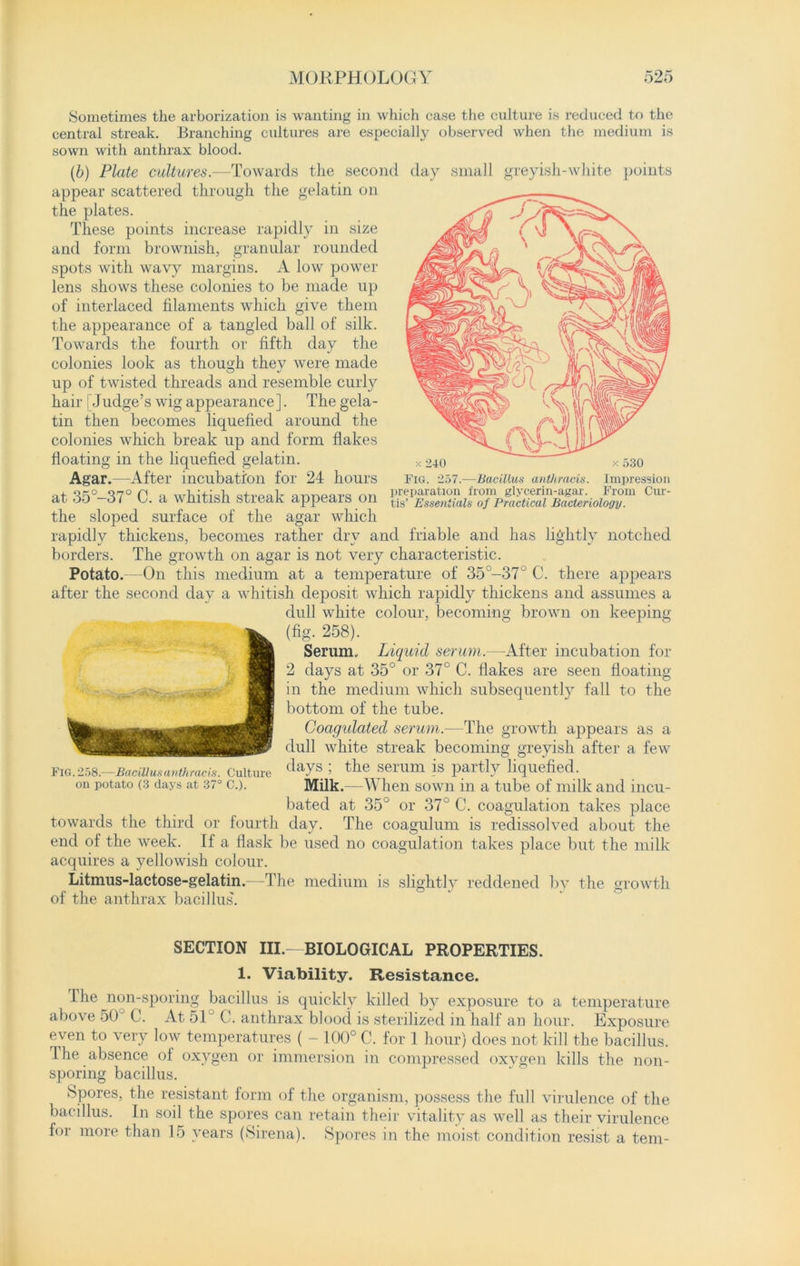 Fig. 257.—Bacillus anthracis. preparation from glycerin-agar, tis’ Essentials of Practical Bacteriology. Impression From Cur- Sometimes the arborization is wanting in which case the culture is reduced to the central streak. Branching cultures are especially observed when the medium is sown with anthrax blood. (b) Plate cultures.—Towards the second day small greyish-white points appear scattered through the gelatin on the plates. These points increase rapidly in size and form brownish, granular rounded spots with wavy margins. A low power lens shows these colonies to be made up of interlaced filaments which give them the appearance of a tangled ball of silk. Towards the fourth or fifth day the colonies look as though they were made up of twisted threads and resemble curly hair [Judge’s wfig appearance]. The gela- tin then becomes liquefied around the colonies which break up and form flakes floating in the liquefied gelatin. Agar.—After incubation for 24 hours at 35°-37° C. a whitish streak appears on the sloped surface of the agar which rapidly thickens, becomes rather dry and friable and has lightly notched borders. The growth on agar is not very characteristic. Potato.—On this medium at a temperature of 35°-37u C. there appears after the second day a whitish deposit which rapidly thickens and assumes a dull white colour, becoming brown on keeping (fig. 258). Serum.. Liquid serum.—After incubation for 2 days at 35° or 37° C. flakes are seen floating in the medium which subsequently fall to the bottom of the tube. Coagulated serum.-—The growth appears as a dull white streak becoming greyish after a few days ; the serum is partly liquefied. Milk. —When sown in a tube of milk and incu- bated at 35° or 37° C. coagulation takes place towards the third or fourth day. The coagulum is redissolved about the end of the week. If a flask be used no coagulation takes place but the milk acquires a yellowish colour. Litmus-lactose-gelatin.—The medium is slightly reddened by the growth of the anthrax bacillus7. Fig. 258.—Bacillus anthracis. Culture on potato (3 days at 37° C.). SECTION III.- BIOLOGICAL PROPERTIES. 1. Viability. Resistance. The non-sporing bacillus is quickly killed by exposure to a temperature above 50 C. At 51° C. anthrax blood is sterilized in half an hour. Exposure even to very low temperatures ( - 100° C. for 1 hour) does not kill the bacillus. The absence of oxygen or immersion in compressed oxygen kills the non- sporing bacillus. Spores, the resistant form of the organism, possess the full virulence of the bacillus. In soil the spores can retain their vitality as well as their virulence for more than 15 years (Sirena). Spores in the moist condition resist a tern-