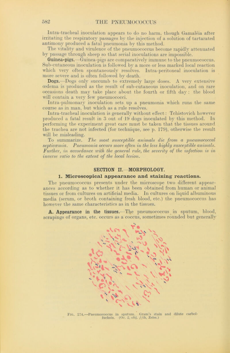 Intra-tracheal inoculation appears to do no harm, though Gamaleia after irritating the respiratory passages by the injection of a solution of tartarated antimony produced a fatal pneumonia by this method. The vitality and virulence of the pneumococcus become rapidly attenuated by passage through sheep so that serial inoculations are impossible. Guinea-pig's.—Guinea-pigs are comparatively immune to the pneumococcus. Sub-cutaneous inoculation is followed by a more or less marked local reaction which very often spontaneously resolves. Intra-peritoneal inoculation is more severe and is often followed by death. Dogs.—Dogs only succumb to extremely large doses. A very extensive oedema is produced as the result of sub-cutaneous inoculation, and on rare occasions death may take place about the fourth or fifth day : the blood will contain a very few pneumococci. Intra-pulmonary inoculation sets up a pneumonia which runs the same course as in man, but which as a rule resolves. Intra-tracheal inoculation is generally without effect: Tchistovicli however produced a fatal result in 3 out of 19 dogs inoculated by this method. In performing the experiment great care must be taken that the tissues around the trachea are not infected (for technique, see p. 179), otherwise the result will be misleading. To summarize. The most susceptible animals die from a pneumococcal septicaemia. Pneumonia occurs more often in the less highly susceptible animals. Further, in accordance with the general rule, the severity of the infection is in inverse ratio to the extent of the local lesion. SECTION II.- MORPHOLOGY. 1. Microscopical appearance and staining reactions. The pneumococcus presents under the microscope two different appear- ances according as to whether it has been obtained from human or animal tissues or from cultures on artificial media. In cultures on liquid albuminous media (serum, or broth containing fresh blood, etc.) the pneumococcus has however the same characteristics as in the tissues. A. Appearance in the tissues.—The pneumococcus in sputum, blood, scrapings of organs, etc. occurs as a coccus, sometimes rounded but generally Fig. 274.—Pneumococcus in sputum. Gram’s stain and dilute earbol- fUchsin. (Oc. 2, obj. Zeiss.)