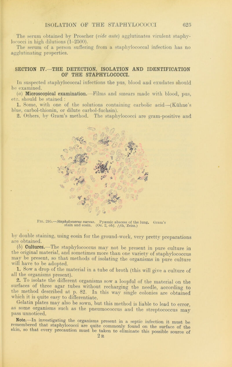 The serum obtained by Proscher (vide ante) agglutinates virulent staphy- lococci in high dilutions (1-2500). The serum of a person suffering from a staphylococcal infection has no agglutinating properties. SECTION IV.—THE DETECTION, ISOLATION AND IDENTIFICATION OF THE STAPHYLOCOCCI. In suspected staphylococcal infections the pus., blood and exudates should be examined. (a) Microscopical examination.—Films and smears made with blood, pus, etc. should be stained : 1. Some, with one of the solutions containing carbolic acid—(Kiihne’s blue, carbol-thionin, or dilute carbol-fuchsin). 2. Others, by Gram’s method. The staphylococci are gram-positive and <0 <3 « ft /yy % & . M /’;‘V ... :/ •z -' ft? A .1 S'4 f'* im ■ : V* § W! \ •ft % *. MS: •> y; . Gf •V : V;.' ■y •* a S ■ »• ~ ■ §• S' ■:,r Fig. 295.—Staphylococcus aureus. Pysemic abscess of the lung. Grain’s stain and eosin. (Oc. 2, obj. ,Uh/Zeiss.) V by double staining, using eosin for the ground-work, very pretty preparations are obtained. (b) Cultures. The staphylococcus may not be present in pure culture in the original material, and sometimes more than one variety of staphylococcus maj be present, so that methods of isolating the organisms in pure culture will have to be adopted. 1. Sow a drop of the material in a tube of broth (this will give a culture of all the organisms present). 2. To isolate the different organisms sow a loopful of the material on the surfaces of three agar tubes without recharging the needle, according to the method described at p. 82. In this way single colonies are obtained which it is quite easy to differentiate. Gelatin plates may also be sown, but this method is liable to lead to error, as some organisms such as the pneumococcus and the streptococcus may pass unnoticed. J Note.—In investigating the organisms present in a septic infection it must be remembered that staphylococci are quite commonly found on the surface of the skm, so that every precaution must be taken to eliminate this possible source of 2 R