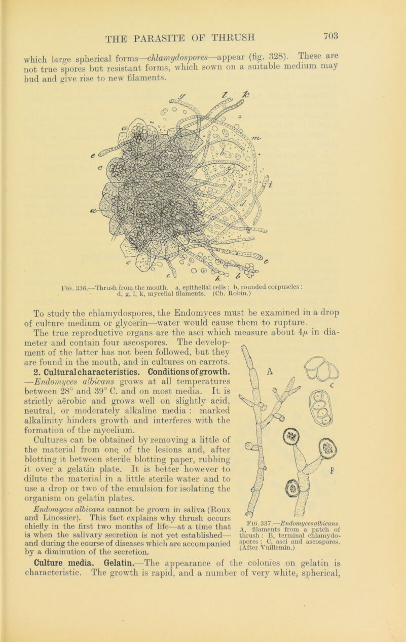 THE PARASITE OF THRUSH which large spherical forms—chlamydospores—appear (fig. 328). These are not true spores but resistant forms, which sown on a suitable medium may bud and give rise to new filaments. Fig. 336.—Thrush from the mouth, a, epithelial cells : b, rounded corpuscles: d, g, 1, k, mycelial filaments. (Ch. Robin.) To study the chlamydospores, the Endomyces must be examined in a drop of culture medium or glycerin—water would cause them to rupture. The true reproductive organs are the asci which measure about 4/x in dia- meter and contain four ascospores. The develop- ment of the latter has not been followed, but they are found in the mouth, and in cultures on carrots. 2. Cultural characteristics. Conditions of growth. —-Endomyces albicans grows at all temperatures between 28° and 39° C. and on most media. It. is strictly aerobic and grows well on slightly acid, neutral, or moderately alkaline media : marked alkalinity hinders growth and interferes with the formation of the mycelium. Cultures can be obtained by removing a little of the material from one. of the lesions and, after blotting it between sterile blotting paper, rubbing it over a gelatin plate. It is better however to dilute the material in a little sterile water and to use a drop or two of the emulsion for isolating the organism on gelatin plates. Endomyces albicans cannot be grown in saliva (Roux and Linossier). This fact explains why thrush occurs chiefly in the first two months of life—at a time that is when the salivary secretion is not yet established— and during the course of diseases which are accompanied by a diminution of the secretion. Culture media. Gelatin.—The appearance of the colonies on gelatin is characteristic. The growth is rapid, and a number of very white, spherical, Fig. 337.—Endomyces albicans. A, filaments from a patch of thrush : B, terminal chlamydo- spores : C, asci and ascospores. (After Vuillemin.)