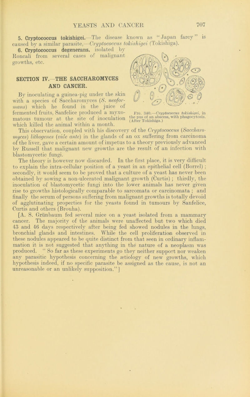 5. Cryptococcus tokishigei.—The disease known as “Japan farcy” is caused by a similar parasite,—Cryptococcus tokishigei (Tokishiga). 6. Cryptococcus degenerans. isolated by Roncali from several cases of malignant growths, etc. SECTION IV.—THE SACCHAROMYCES AND CANCER. By inoculating a guinea-pig under the skin with a species of Saccharomyces (S. neofor- mans) which he found in the juice of fermented fruits, Sanfelice produced a myxo- Fig. 340.—Cryptococcus tokishigei, in matous tumour at the site of inoculation (Afte^o]d^aS.)eSS’Wlth phagocytosls‘ which killed the animal within a month. This observation, coupled with his discovery of the Cryptococcus (Saccharo- myces) lithogenes {vide ante) in the glands of an ox suffering from carcinoma of the liver, gave a certain amount of impetus to a theory previously advanced by Russell that malignant new growths are the result of an infection with blastomycetic fungi. The theory is however now discarded. In the first place, it is very difficult to explain the intra-cellular position of a yeast in an epithelial cell (Borrel) ; secondly, it would seem to be proved that a culture of a yeast has never been obtained by sowing a non-ulcerated malignant growth (Curtis) ; thirdly, the inoculation of blastomycetic fungi into the lower animals has never given rise to growths histologically comparable to sarcomata or carcinomata ; and finally the serum of persons suffering from malignant growths is totally devoid of agglutinating properties for the yeasts found in tumours by Sanfelice, Curtis and others (Brouha). [A. S. Grunbaum fed several mice on a yeast isolated from a mammary cancer. The majority of the animals were unaffected but two which died 43 and 46 days respectively after being fed showed nodules in the lungs, bronchial glands and intestines. While the cell proliferation observed in these nodules appeared to be quite distinct from that seen in ordinary inflam- mation it is not suggested that anything in the' nature of a neoplasm was produced. “ So far as these experiments go they neither support nor weaken any parasitic hypothesis concerning the Eetiology of new growths, which hypothesis indeed, if no specific parasite be assigned as the cause, is not an unreasonable or an unlikely supposition.”]