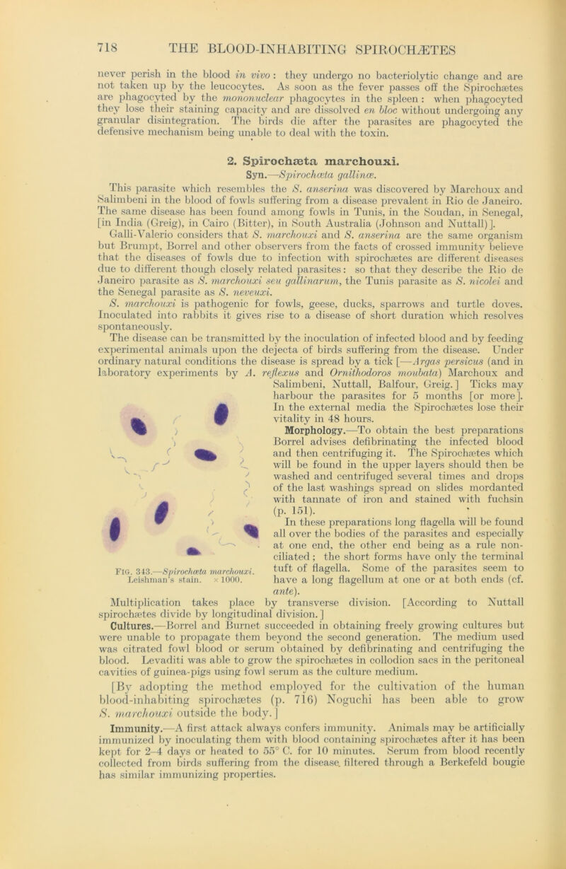 never perish in the blood in vivo : they undergo no bacteriolytic change and are not taken up by the leucocytes. As soon as the fever passes off the Spirochsetes are phagocyted by the mononuclear phagocytes in the spleen : when phagocyted they lose their staining capacity and are dissolved en bloc without undergoing any granular disintegration. The birds die after the parasites are phagocyted the defensive mechanism being unable to deal with the toxin. # ) r 2. Spirochaeta marchouxi. Syn.—Spirochceta gallince. This parasite which resembles the S. anserina was discovered by Marchoux and Salimbeni in the blood of fowls suffering from a disease prevalent in Rio de Janeiro. The same disease has been found among fowls in Tunis, in the Soudan, in Senegal, [in India (Greig), in Cairo (Bitter), in South Australia (Johnson and Nuttall)]. Galli-Valerio considers that S. marchouxi and S. anserina are the same organism but Brumpt, Borrel and other observers from the facts of crossed immunity believe that the diseases of fowls due to infection with spirochsetes are different diseases due to different though closely related parasites: so that they describe the Rio de Janeiro parasite as S. marchouxi sen gallinarum, the Tunis parasite as S. nicolei and the Senegal parasite as S. neveuxi. S. marchouxi is pathogenic for fowls, geese, ducks, sparrows and turtle doves. Inoculated into rabbits it gives rise to a disease of short duration which resolves spontaneously. The disease can be transmitted by the inoculation of infected blood and by feeding experimental animals upon the dejecta of birds suffering from the disease. Under ordinary natural conditions the disease is spread by a tick [—Argas persicus (and in laboratory experiments by A. rejlexus and Ornithodoros moubata) Marchoux and Salimbeni, Nuttall, Balfour, Greig.] Ticks may harbour the jiarasites for 5 months [or more]. In the external media the Spirochsetes lose their vitality in 48 hours. Morphology.—To obtain the best preparations Borrel advises defibrinating the infected blood and then centrifuging it. The Spirochsetes which will be found in the upper layers should then be washed and centrifuged several times and drops of the last washings spread on slides mordanted with tannate of iron and stained with fuchsin (p. 151). In these preparations long flagella will be found all over the bodies of the parasites and especially at one end, the other end being as a rule non- ciliated; the short forms have only the terminal tuft of flagella. Some of the parasites seem to have a long flagellum at one or at both ends (cf. ante). Multiplication takes place by transverse division. [According to Nuttall spirochsetes divide by longitudinal division. ] Cultures.—Borrel and Burnet succeeded in obtaining freely growing cultures but were unable to propagate them beyond the second generation. The medium used was citrated fowl blood or serum obtained by defibrinating and centrifuging the blood. Levaditi was able to grow the spirochsetes in collodion sacs in the peritoneal cavities of guinea-pigs using fowl serum as the culture medium. [By adopting the method employed for the cultivation of the human blood-inhabiting spirochsetes (p. 716) Noguchi has been able to grow S. marchouxi outside the body. ] Immunity.—A first attack always confers immunity. Animals may be artificially immunized by inoculating them with blood containing spirochsetes after it has been kept for 2-4 days or heated to 55° C. for 10 minutes. Serum from blood recently collected from birds suffering from the disease, filtered through a Berkefeld bougie has similar immunizing properties. z 5 C I 0 Fig. 343.—iSpirochaeta marchouxi. Leishman’s stain, x 1000.