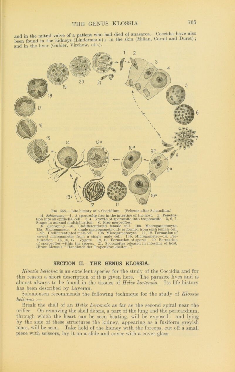 THE GENUS KLOSSIA and in the mitral valve of a patient who had died of anasarca. Coccidia have also been found in the kidneys (Lindermann) ; in the skin (Milian, Corml and JJuret) ; and in the liver (Gubler, Virchow, etc.). FIG. 368.—Life history of a Coccidium. (Scheme after Schaudiun.) A. Schizogony.—1. A sporozoite free in the intestine of the host. 2. Penetra- tion into an epithelial cell. 3, 4. Growth of sporozoite into trophozoite. 5, 6, 7. Stages in asexual multiplication. 8. Free merozoites. B. Sporogony.—9a. Undifferentiated female cell. 10a. Macrogametocyte. 13a. Macrogamete. A single macrogamete only is formed from each female cell. —9b. Undifferentiated male cell. 10b. Microgame toe yte. 11,12. Formation of several microgametes from a single male cell. 13b. Microgamete.—14. Fer- tilization. 15, 16, 17. Zygote. 18, 19. Formation of spores. 20. Formation of sporozoites within the spores. 21. Sporozoites released in intestine of host, (From Mense’s “ Handbuch der Tropenkrankheiten.”) SECTION II.—THE GENUS KLOSSIA. Klossia helicina is an excellent species for the study of the Coccidia and for this reason a short description of it is given here. The parasite lives and is almost always to be found in the tissues of Helix hortensis. Its life history has been described by Laveran. Salomonsen recommends the following technique for the study of Klossia helicina :— Break the shell of an Helix hortensis as far as the second spiral near the orifice. On removing the shell debris, a part of the lung and the pericardium, through which the heart can be seen beating, will be exposed : and lying by the side of these structures the kidney, appearing as a fusiform greyish mass, will be seen. Take hold of the kidney with the forceps, cut off a small piece with scissors, lay it on a slide and cover with a cover-glass.