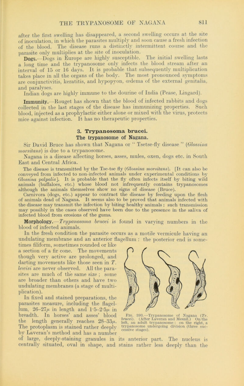 after the first swelling has disappeared, a second swelling occurs at the site of inoculation, in which the parasites multiply and soon cause a fresh infection of the blood. The disease runs a distinctly intermittent course and the parasite only multiplies at the site of inoculation. Dogs.—Dogs in Europe are highly susceptible. The initial swelling lasts a long time and the trypanosome only infects the blood stream after an interval of 15 or 16 days. It is probable that subsequently multiplication takes place in all the organs of the body. The most pronounced symptoms are conjunctivitis, keratitis, and hypopyon, oedema of the external genitalia, and paralyses. Indian dogs are highly immune to the dourine of India (Pease, Lingard). Immunity.—Rouget has shown that the blood of infected rabbits and dogs collected in the last stages of the disease has immunizing properties. Such blood, injected as a prophylactic either alone or mixed with the virus, protects mice against infection. It has no therapeutic properties. 3. Trypanosoma brucei. The trypanosome of Nagana. Sir David Bruce has shown that Nagana or “ Tsetse-flv disease ” (Glossina morsitans) is due to a trypanosome. Nagana is a disease affecting horses, asses, mules, oxen, dogs etc. in South East and Central Africa. The disease is transmitted by the Tse-tse iiy (Glossina morsitans). [It can also be conveyed from infected to non-infected animals under experimental conditions by Glossina palpalis]. It is probable that the Hy often infects itself by biting wild animals (buffaloes, etc.) whose blood not infrequently contains trypanosomes although the animals themselves show no signs of disease (Bruce). Carnivora (dogs, etc.) appear to contract the disease by feeding upon the flesh of animals dead of Nagana. It seems also to be proved that animals infected with the disease may transmit the infection by biting healthy animals : such transmission may possibly in the cases observed have been due to the presence in the saliva of infected blood from erosions of the gums. Morphology.—Trypanosoma brucei is found in varying numbers in the blood of infected animals. In the fresh condition the parasite occurs as a motile vermicide having an undulating membrane and an anterior flagellum : the posterior end is some- times filiform, sometimes rounded or like a section of a fir cone. The movements though very active are prolonged, and darting movements like those seen in T. lewisi are never observed. All the para- sites are much of the same size ; some are broader than others and have two undulating membranes (a stage of multi- plication). In fixed and stained preparations, the parasites measure, including the flagel- lum. 26—27/x in length and T5-2‘5/x in breadth. In horses’ and asses’ blood the length generally reaches 28-33/*. The protoplasm is stained rather deeply by Laveran’s method and has a number of large, deeply-staining granules in centrally situated, oval in shape, and Fig. 393.—Trypanosome of Nagana (Tr. brucei). (After Laveran and Mesnil.) On the left, an adult trypanosome ; on the right, a trypanosome undergoing division (three suc- cessive stages). its anterior part. The nucleus is stains rather less deeply than the