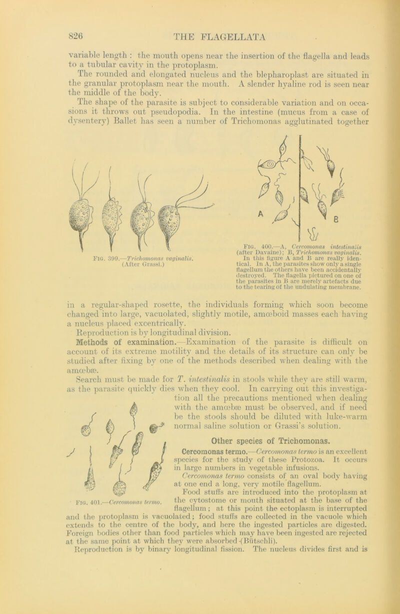 variable length : the mouth opens near the insertion of the flagella and leads to a tubular cavity in the protoplasm. The rounded and elongated nucleus and the blepharoplast are situated in the granular protoplasm near the mouth. A slender hyaline rod is seen near the middle of the body. The shape of the parasite is subject to considerable variation and on occa- sions it throws out pseudopodia. In the intestine (mucus from a case of dysentery) Ballet has seen a number of Trichomonas agglutinated together (After Grassi.) FlG. 400.—A, Cercomonas intestinalis (after Davaine); B, Trichomonas vaginalis. In this figure A and B are really iden- tical. In A, the parasites show only a single llagellum the others have been accidentally destroyed. The flagella pictured on one of the parasites in B are merely artefacts due to the tearing of the undulating membrane. in a regular-shaped rosette, the individuals forming which soon become changed into large, vacuolated, slightly motile, amoeboid masses each having a nucleus placed excentrically. Reproduction is by longitudinal division. Methods of examination.—Examination of the parasite is difficult on account of its extreme motility and the details of its structure can only be studied after fixing by one of the methods described when dealing with the amoebae. Search must be made for T. intestinalis in stools while they are still warm, as the parasite quickly dies when they cool. In carrying out this investiga- tion all the precautions mentioned when dealing with the amoebae must be observed, and if need be the stools should be diluted with luke-warm normal saline solution or Grassi’s solution. Other species of Trichomonas. Cercomonas termo.—Cercomonas termo is an excellent species for the study of these Protozoa. It occurs in large numbers in vegetable infusions. Cercomonas termo consists of an oval body having at one end a long, very motile llagellum. Food stuffs are introduced into the protoplasm at the cytostome or mouth situated at the base of the flagellum; at this point the ectoplasm is interrupted and the protoplasm is vacuolated; food stuffs are collected in the vacuole which extends to the centre of the body, and here the ingested particles are digested. Foreign bodies other than food particles which may have been ingested are rejected at the same point at which they were absorbed-(Butschli). Reproduction is by binary longitudinal fission. The nucleus divides first and is ' 1 t -'..V Fig. 401.—Cercomonas termo.