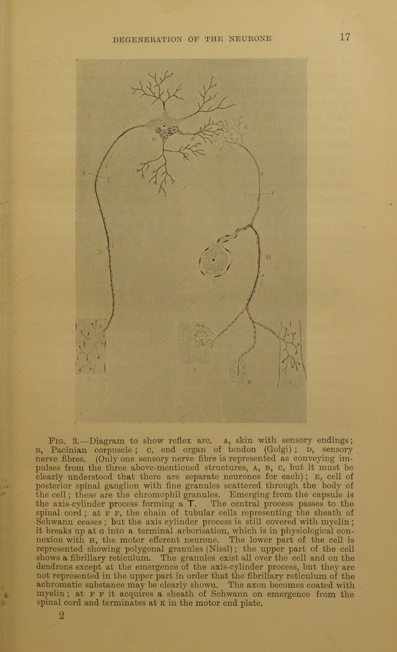 Fig. 3.—Diagram to show reflex arc. A, skin with sensory endings; b, Pacinian corpuscle ; c, end organ of tendon (Golgi) ; D, sensory nerve fibres. (Only one sensory nerve fibre is represented as conveying im- pulses from the three above-mentioned structures, A, B, c, but it must be clearly understood that there are separate neurones for each); E, cell of posterior spinal ganglion with fine granules scattered through the body of the cell; these are the chromophil granules. Emerging from the capsule is the axis-cylinder process forming a T. The central process passes to the spinal cord ; at f f, the chain of tubular cells representing the sheath of Schwann ceases ; but the axis cylinder process is still covered with myelin; it breaks up at G into a terminal arborisation, which is in physiological con- nexion with H, the motor efferent neurone. The lower part of the cell is represented showing polygonal granules (Nissl); the upper part of the cell shows a fibrillary reticulum. The granules exist all over the cell and on the dendrons except at the emergence of the axis-cylinder process, but they are not represented in the upper part in order that the fibrillary reticulum of the achromatic substance may be clearly shown. The axon becomes coated with myelin ; at f f it acquires a sheath of Schwann on emergence from the spinal cord and terminates at k in the motor end plate. 2