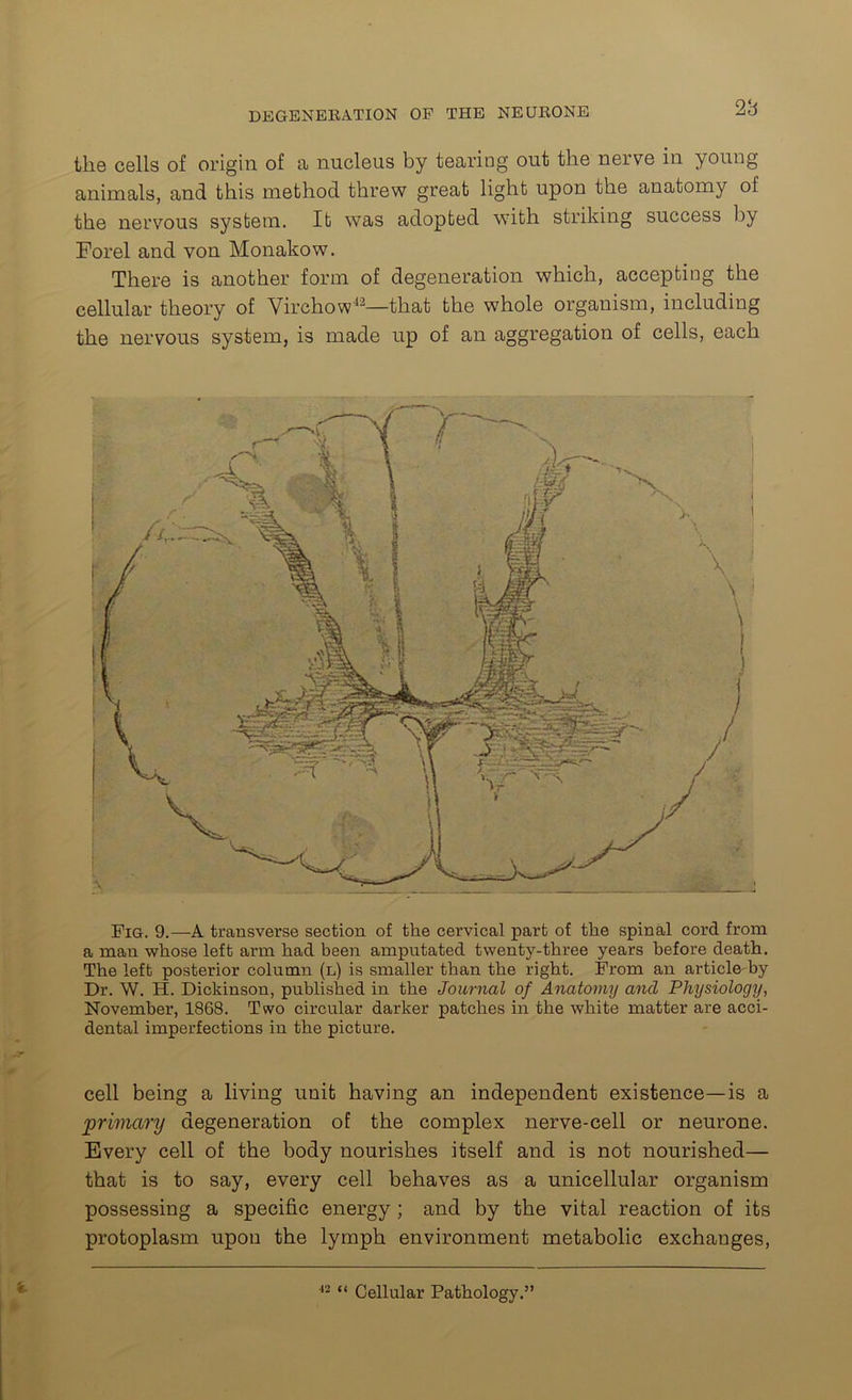 the cells of origin of a nucleus by tearing out the nerve in young animals, and this method threw great light upon the anatomy of the nervous system. It was adopted with striking success by Forel and von Monakow. There is another form of degeneration which, accepting the cellular theory of Virchow42—that the whole organism, including the nervous system, is made up of an aggregation of cells, each Pig. 9.—A transverse section of the cervical part of the spinal cord from a man whose left arm had been amputated twenty-three years before death. The left posterior column (l) is smaller than the right. Prom an article by Dr. W. H. Dickinson, published in the Journal of Anatomy and Physiology, November, 1868. Two circular darker patches in the white matter are acci- dental imperfections in the picture. cell being a living unit having an independent existence—is a jprimary degeneration of the complex nerve-cell or neurone. Every cell of the body nourishes itself and is not nourished— that is to say, every cell behaves as a unicellular organism possessing a specific energy ; and by the vital reaction of its protoplasm upon the lymph environment metabolic exchanges,