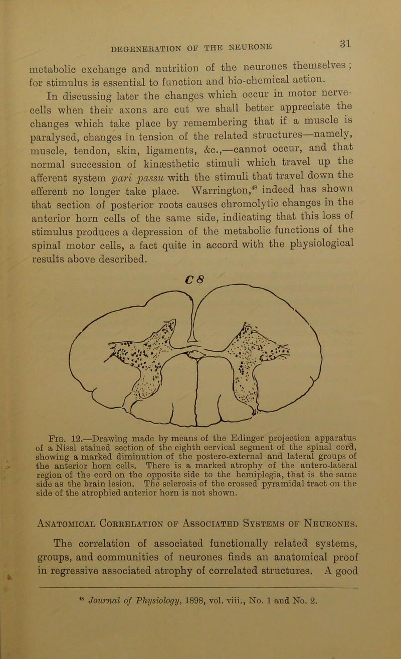 DEGENERATION OF THE NEURONE metabolic exchange and nutrition of the neurones themselves , for stimulus is essential to function and bio-chemical action. In discussing later the changes which occur in motoi nerve- cells when their axons are cut we shall better appreciate the changes which take place by remembering that if a muscle is paralysed, changes in tension of the related structures namely, muscle, tendon, skin, ligaments, &c.,—cannot occur, and that normal succession of kinaesthetic stimuli which travel up the afferent system pari passu with the stimuli that travel down the efferent no longer take place. Warrington,48 indeed has shown that section of posterior roots causes chromolytic changes in the anterior horn cells of the same side, indicating that this loss of stimulus produces a depression of the metabolic functions of the spinal motor cells, a fact quite in accord with the physiological results above described. Fig. 12.—Drawing made by means of the Edinger projection apparatus of a Nissl stained section of the eighth cervical segment of the spinal cord, showing a marked diminution of the postero-external and lateral groups of the anterior horn cells. There is a marked atrophy of the antero-lateral region of the cord on the opposite side to the hemiplegia, that is the same side as the brain lesion. The sclerosis of the crossed pyramidal tract on the side of the atrophied anterior horn is not shown. Anatomical Correlation of Associated Systems of Neurones. The correlation of associated functionally related systems, groups, and communities of neurones finds an anatomical proof in regressive associated atrophy of correlated structures. A good 48 Journal of Physiology, 1898, vol. viii., No. 1 and No. 2.