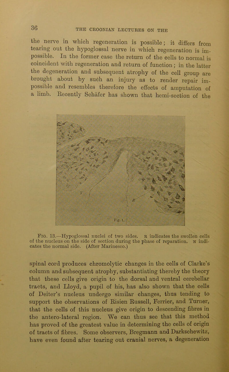 the . nerve in which regeneration is possible; it differs from tearing out the hypoglossal nerve in which regeneration is im- possible. In the former case the return of the cells to normal is coincident with regeneration and return of function; in the latter the degeneration and subsequent atrophy of the cell group are brought about by such an injury as to render repair im- possible and resembles therefore the effects of amputation of a limb. Recently Schafer has shown that hemi-section of the Fig. 13.—Hypoglossal nuclei of two sides. r indicates tlie swollen cells of the nucleus on the side of section during the phase of reparation, n indi- cates the normal side. (After Marinesco.) spinal cord produces chromolytic changes in the cells of Clarke’s column and subsequent atrophy, substantiating thereby the theory that these cells give origin to the dorsal and ventral cerebellar tracts, and Lloyd, a pupil of his, has also shown that the cells of Deiter’s nucleus undergo similar changes, thus tending to support the observations of Risien Russell, Ferrier, and Turner, that the cells of this nucleus give origin to descending fibres in the antero-lateral region. We can thus see that this method has proved of the greatest value in determining the cells of origin of tracts of fibres. Some observers, Bregmann and Darkschewitz, have even found after tearing out cranial nerves, a degeneration