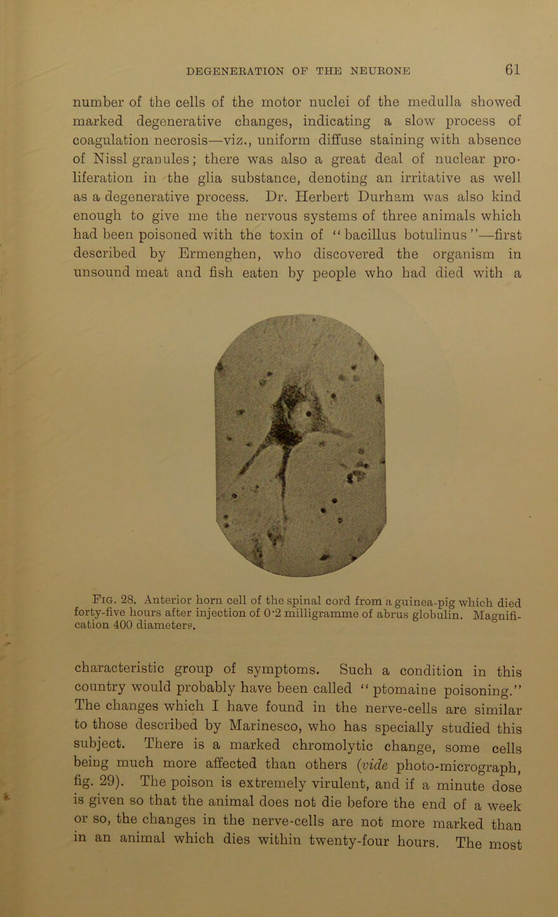 number of the cells of the motor nuclei of the medulla showed marked degenerative changes, indicating a slow process of coagulation necrosis—viz., uniform diffuse staining with absence of Nissl granules; there was also a great deal of nuclear pro- liferation in •'the glia substance, denoting an irritative as well as a degenerative process. Dr. Herbert Durham was also kind enough to give me the nervous systems of three animals which had been poisoned with the toxin of “bacillus botulinus ”—first described by Ermenghen, who discovered the organism in unsound meat and fish eaten by people who had died with a Fig. 28. Anterior horn cell of the spinal cord from a guinea-pig which died forty-five hours after injection of 0'2 milligramme of abrus globulin. Magnifi- cation 400 diameters. characteristic group of symptoms. Such a condition in this country would probably have been called “ ptomaine poisoning.” The changes which X have found in the nerve-cells are similar to those described by Marinesco, who has specially studied this subject. There is a marked chromolytic change, some cells being much more affected than others (vide photo-micrograph, fig. 29). The poison is extremely virulent, and if a minute dose is given so that the animal does not die before the end of a week or so, the changes in the nerve-cells are not more marked than in an animal which dies within twenty-four hours. The most