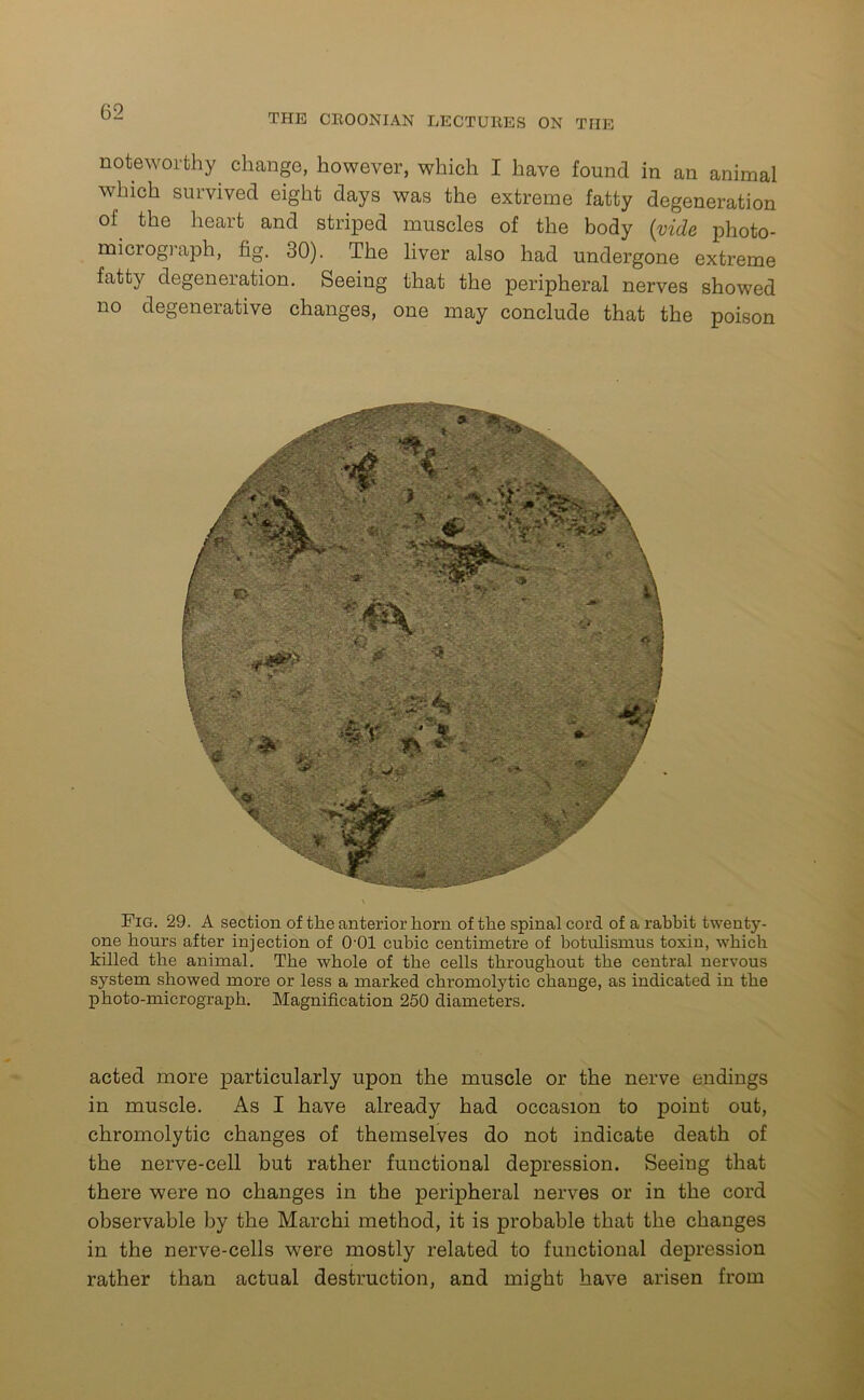 THE CR00NIAN LECTURES ON THE noteworthy change, however, which I have found in an animal which survived eight days was the extreme fatty degeneration of the heart and striped muscles of the body (vide photo- micrograph, fig. 30). The liver also had undergone extreme fatty degeneration. Seeing that the peripheral nerves showed no degenerative changes, one may conclude that the poison Fig. 29. A section of the anterior horn of the spinal cord of a rabbit twenty- one hours after injection of 0-01 cubic centimetre of botulisnrus toxin, which killed the animal. The whole of the cells throughout the central nervous system showed more or less a marked chromolytic change, as indicated in the photo-micrograph. Magnification 250 diameters. acted more particularly upon the muscle or the nerve endings in muscle. As I have already had occasion to point out, chromolytic changes of themselves do not indicate death of the nerve-cell but rather functional depression. Seeing that there were no changes in the peripheral nerves or in the cord observable by the Marchi method, it is probable that the changes in the nerve-cells were mostly related to functional depression rather than actual destruction, and might have arisen from