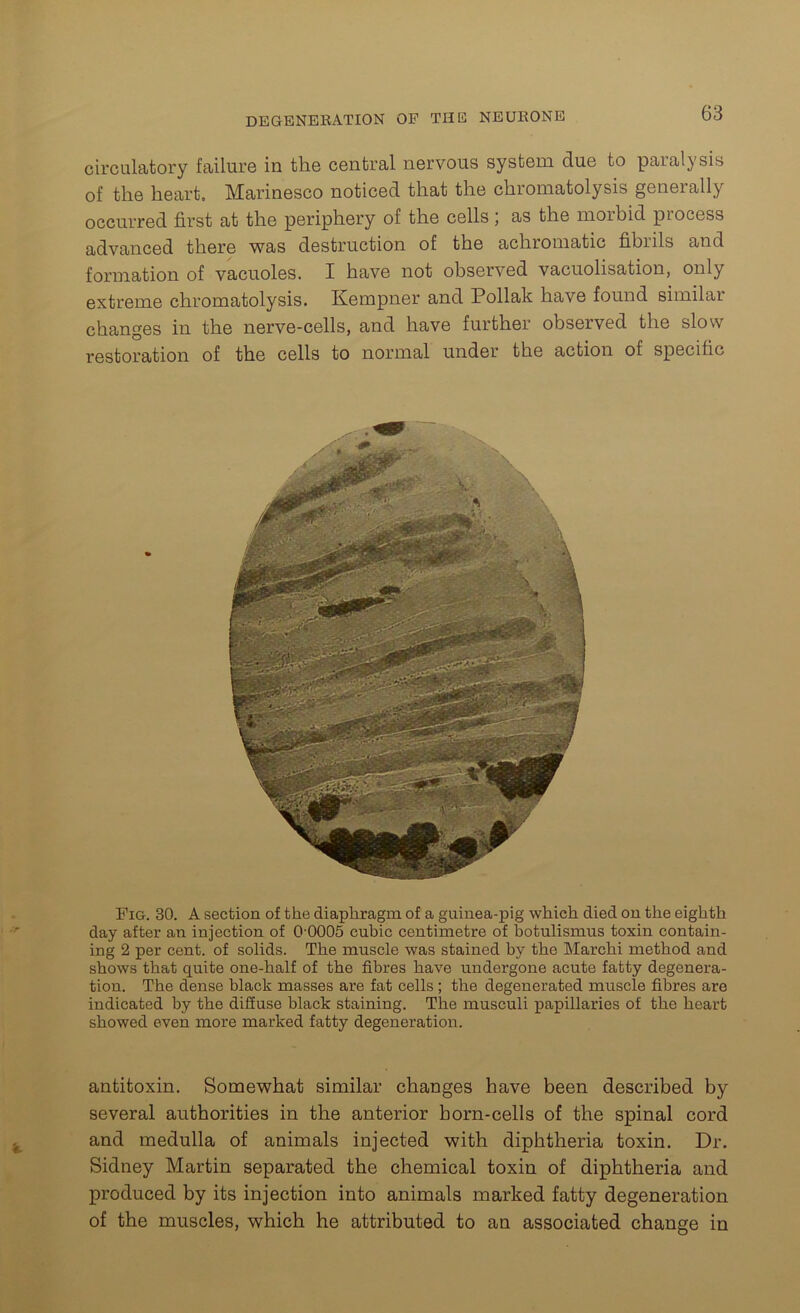 circulatory failure in the central nervous system due to paralysis of the heart. Marinesco noticed that the chromatolysis generally occurred first at the periphery of the cells; as the morbid process advanced there was destruction of the achromatic fibiils and formation of vacuoles. I have not observed vacuolisation, only extreme chromatolysis. Kempner and Poliak have found similar changes in the nerve-cells, and have further observed the slow restoration of the cells to normal under the action of specific Fig. 30. A section of the diaphragm of a guinea-pig which died on the eighth day after an injection of 00005 cubic centimetre of botulismus toxin contain- ing 2 per cent, of solids. The muscle was stained by the Marehi method and shows that quite one-half of the fibres have undergone acute fatty degenera- tion. The dense black masses are fat cells ; the degenerated muscle fibres are indicated by the diffuse black staining. The musculi papillaries of the heart showed even more marked fatty degeneration. antitoxin. Somewhat similar changes have been described by several authorities in the anterior born-cells of the spinal cord and medulla of animals injected with diphtheria toxin. Dr. Sidney Martin separated the chemical toxin of diphtheria and produced by its injection into animals marked fatty degeneration of the muscles, which he attributed to an associated change in