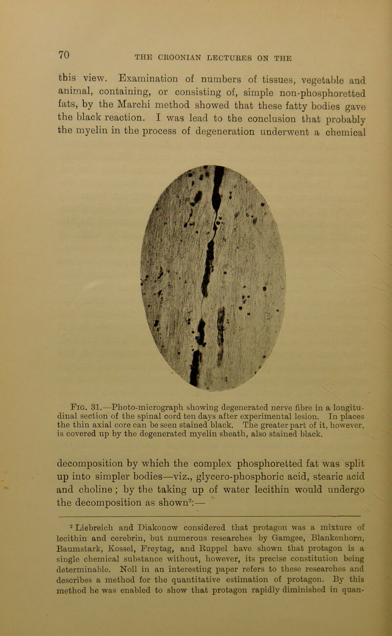 this view. Examination of numbers of tissues, vegetable and animal, containing, or consisting of, simple non-phosphoretted fats, by the Marchi method showed that these fatty bodies gave the black reaction. I was lead to the conclusion that probably the myelin in the process of degeneration underwent a chemical Fig. 31.—Photo-micrograph showing degenerated nerve fibre in a longitu- dinal section of the spinal cord ten days after experimental lesion. In places the thin axial core can be seen stained black. The greater part of it, however, is covered up by the degenerated myelin sheath, also stained black. decomposition by which the complex phosphoretted fat was split up into simpler bodies—viz., glycero-phosphoric acid, stearic acid and choline ; by the taking up of water lecithin would undergo the decomposition as shown2:— 2 Liebreich and Diakonow considered that protagon was a mixture of lecithin and cerebrin, but numerous researches by Gamgee, Blankenhorn, Baumstark, Kossel, Freytag, and Ruppel have shown that protagon is a single chemical substance without, however, its precise constitution being determinable. Noll in an interesting paper refers to these researches and describes a method for the quantitative estimation of protagon. By this method he was enabled to show that protagon rapidly diminished in quan-