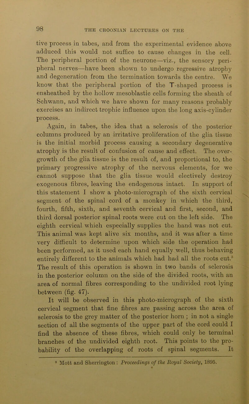 tive process in tabes, and from the experimental evidence above adduced this would not suffice to cause changes in the cell. The peripheral portion of the neurone—viz., the sensory peri- pheral nerves—have been shown to undergo regressive atrophy and degeneration from the termination towards the centre. We know that the peripheral portion of the T-shaped process is ensheathed by the hollow mesoblastic cells forming the sheath of Schwann, and which we have shown for many reasons probably exercises an indirect trophic influence upon the long axis-cylinder process. Again, in tabes, the idea that a sclerosis of the posterior columns produced by an irritative proliferation of the glia tissue is the initial morbid process causing a secondary degenerative atrophy is the result of confusion of cause and effect. The over- growth of the glia tissue is the result of, and proportional to, the primary progressive atrophy of the nervous elements, for we cannot suppose that the glia tissue would electively destroy exogenous fibres, leaving the endogenous intact. In support of this statement I show a photo-micrograph of the sixth cervical segment of the spinal cord of a monkey in which the third, fourth, fifth, sixth, and seventh cervical and first, second, and third dorsal posterior spinal roots were cut on the left side. The eighth cervical which especially supplies the hand was not cut. This animal was kept alive six months, and it was after a time very difficult to determine upon which side the operation had been performed, as it used each hand equally well, thus behaving entirely different to the animals which had had all the roots cut.3 The result of this operation is shown in two bands of sclerosis in the posterior column on the side of the divided roots, with an area of normal fibres corresponding to the undivided root lying between (fig. 47). It will be observed in this photo-micrograph of the sixth cervical segment that fine fibres are passing across the area of sclerosis to the grey matter of the posterior horn ; in not a single section of all the segments of the upper part of the cord could I find the absence of these fibres, which could only be terminal branches of the undivided eighth root. This points to the pro- bability of the overlapping of roots of spinal segments. It 3 Mott and Sherrington : Proceedings of the Royal Society, 1895.