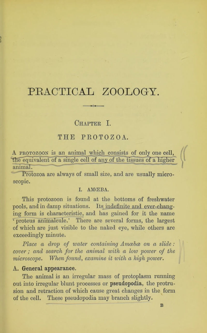 PRACTICAL ZOOLOGY. O Chapter I. THE PROTOZOA. A peotozoon is an animal which consists of only one cell, TTfe’equivaieniTof a single cell of any of the tissues of a higher animal. Protozoa are always of small size, and are usually micro- scopic. I. AMCEBA. This protozoon is found at the bottoms of freshwater pools, and in damp situations. Its^indefinite and ever-chang- ing form is characteristic, and has gained for it the name ‘ proteus animalcule.’ There are several forms, the largest of which are just visible to the naked eye, while others are exceedingly minute. Place a drop of water containing Amcebce on a slide: cover; and search for the animal with a low poiver of the microscope. When found, examine it with a high poiver. A. General appearance. The animal is an irregular mass of protoplasm running out into irregular blunt processes or pseudopodia, the protru- sion and retraction of which cause great changes in the form of the cell. These pseudopodia may branch slightly. B