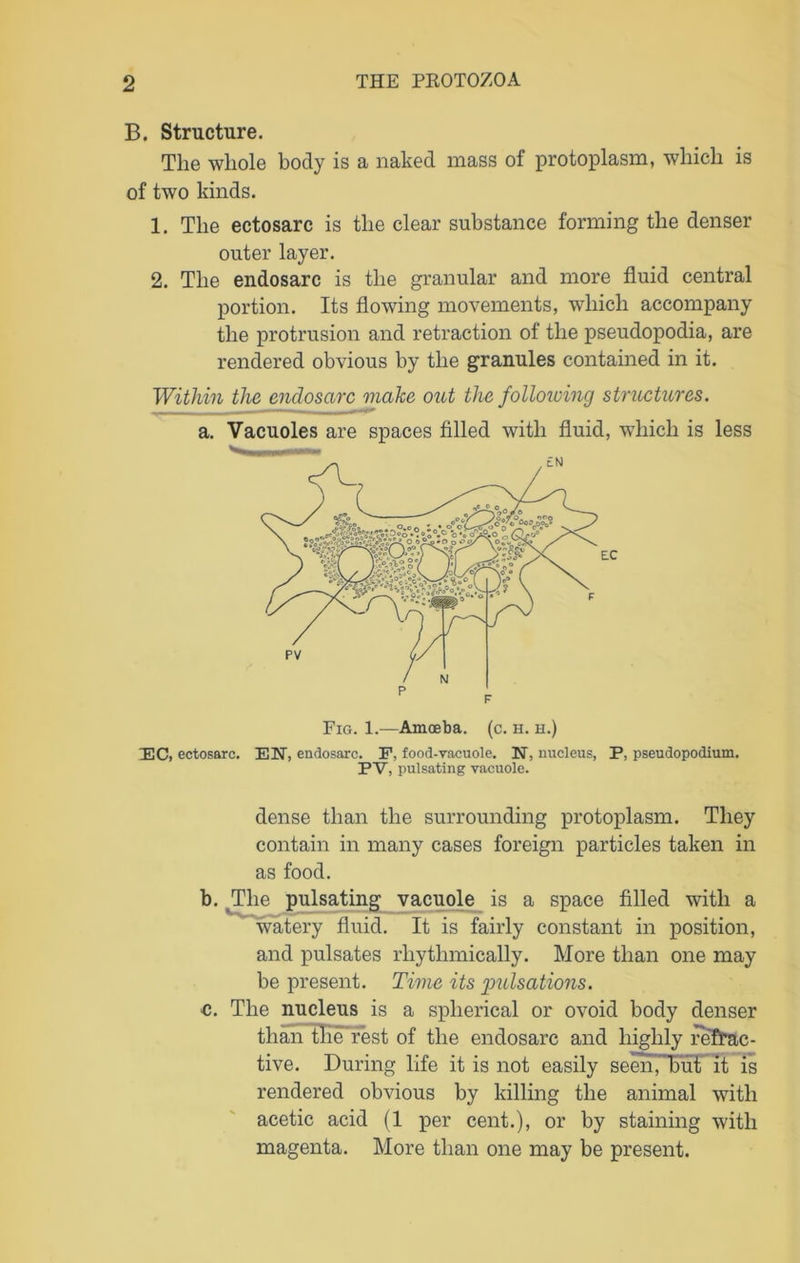 B. Structure. The whole body is a naked mass of protoplasm, which is of two kinds. 1. The ectosarc is the clear substance forming the denser outer layer. 2. The endosarc is the granular and more fluid central portion. Its flowing movements, which accompany the protrusion and retraction of the pseudopodia, are rendered obvious by the granules contained in it. Within the endosarc make out the folloiving structures. a. Vacuoles are spaces filled with fluid, which is less Fig. 1.—Amoeba, (c. H. H.) EC, ectosarc. EN, endosarc. P, food-vacuole. N, nucleus, P, pseudopodium. P V, pulsating vacuole. dense than the surrounding protoplasm. They contain in many cases foreign particles taken in as food. b. The pulsating vacuole is a space filled with a watery fluid. It is fairly constant in position, and pulsates rhythmically. More than one may be present. Time its pulsations. c. The nucleus is a spherical or ovoid body denser than tlie rest of the endosarc and highly refrac- tive. During life it is not easily seen,hut it is rendered obvious by killing the animal with acetic acid (1 per cent.), or by staining with magenta. More than one may be present.