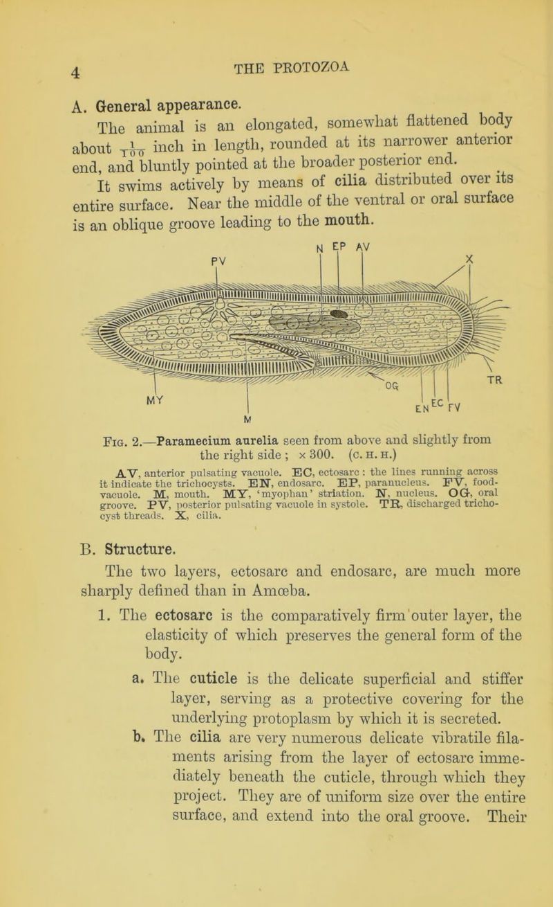 A. General appearance. The animal is an elongated, somewhat flattened body about mch in length, rounded at its narrower anterior end, and bluntly pointed at the broader posterior end. It swims actively by means of cilia distributed over its entire surface. Near the middle of the ventral or oral surface is an oblique groove leading to the mouth. Fig. 2.—Paramecium aurelia seen from above and slightly from the right side ; x 300. (c. h. h.) AV, anterior pulsating vacuole. EC, ectosarc : the lines running across it indicate the trichocysts. EN, endosarc. EP, paranucleus. PV. food- vacuole. M, mouth.' MY, ‘myophan’ striation. N, nucleus. OGr, oral groove. PV, posterior pulsating vacuole in systole. TR, discharged tricho- cyst threads. X, cilia. B. Structure. The two layers, ectosarc and endosarc, are much more sharply defined than in Amoeba. 1. The ectosarc is the comparatively firm outer layer, the elasticity of which preserves the general form of the body. a. The cuticle is the delicate superficial and stiffer layer, serving as a protective covering for the underlying protoplasm by which it is secreted. b. The cilia are very numerous delicate vibratile fila- ments arising from the layer of ectosarc imme- diately beneath the cuticle, through which they project. They are of uniform size over the entire surface, and extend into the oral groove. Their