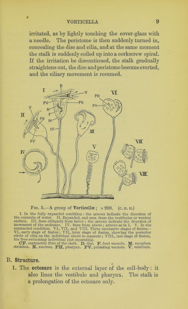 irritated, as by lightly touching the cover-glass with a needle. The peristome is then suddenly turned in, concealing the disc and cilia, and at the same moment the stalk is suddenly coiled up into a corkscrew spiral. If the irritation be discontinued, the stalk gradually straightens out, the disc and peristome become everted, and the ciliary movement is resumed. Fig. 3.—A group of Vorticellae ; x 200. (c. h. h.) I. In the fully expanded condition : the arrows indicate the direction of the currents of water. II. Expanded, and seen from the vestibular or ventral surface. III. Seen obliquely from below ; the arrows indicate the direction of movement of the endosarc. IV. Seen from above ; arrows as in I. V. In the contracted condition. VI., VII., and VIII. Three successive stages of fission— VI., early stage of fission ; VII., later stage of fission, showing the posterior circle of cilia on the individual about to separate ; VIII., last stage of fission, the free-swimming individual just separating. CF, contractile fibre of the stalk. D, disc. F, food vacuole. M, myophan striation. If, nucleus. PH, pharynx. PV, pulsating vacuole. V, vestibule. B. Structure. 1. The ectosarc is the external layer of the cell-body: it also lines the vestibule and pharynx. The stalk is a prolongation of the ectosarc only.