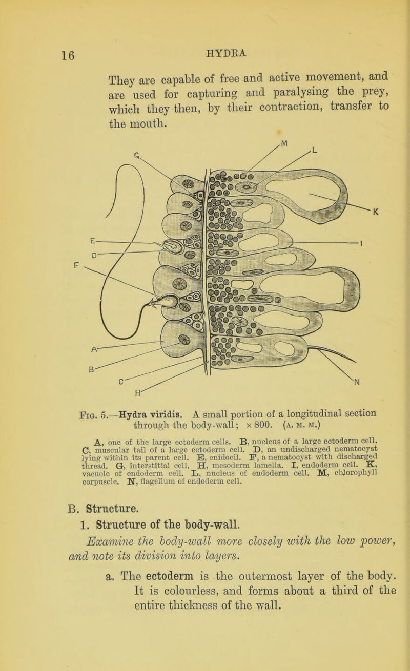 They are capable of free and active movement, and are used for capturing and paralysing the prey, which they then, by their contraction, transfer to the mouth. F K Fig. 5.—Hydra viridis. A small portion of a longitudinal section through the body-wall; x 800. (a. m. m.) A, one of the large ectoderm cells. B, nucleus of a large ectoderm cell. C, muscular tail of a large ectoderm cell. D, an undischarged nematocyst lying within its parent cell. E, cnidocil. E, a nematocyst with discharged thread. G, interstitial cell. H, mesoderm lamella. I, endoderm cell. K, vacuole of endoderm cell. L, nucleus of endoderm cell. M, chlorophyll corpuscle. N, flagellum of endoderm cell. B. Structure. 1. Structure of the body-wall. Examine the bocly-ivall more closely with the loiu 'power, and note its division into layers. a. The ectoderm is the outermost layer of the body. It is colourless, and forms about a third of the entire thickness of the wall.