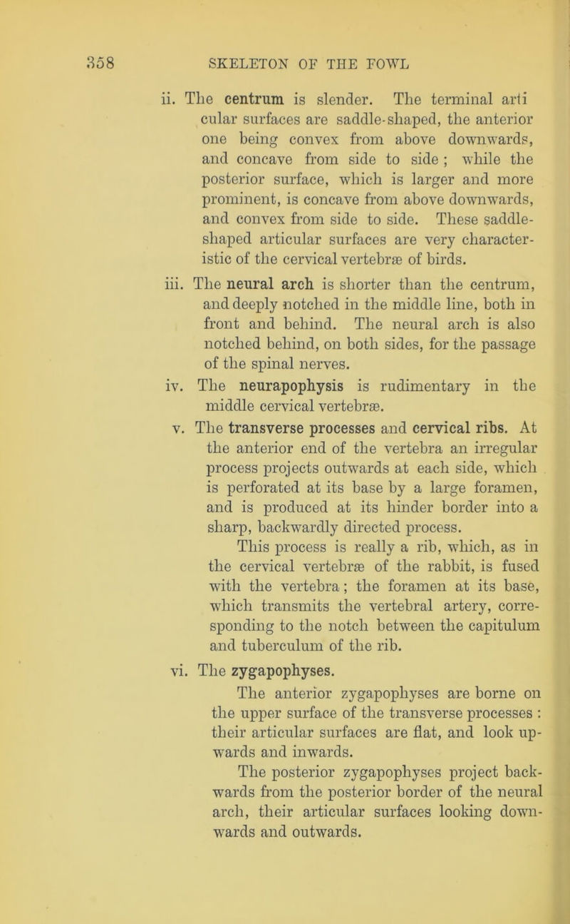 ii. Tlie centrum is slender. The terminal arli cular surfaces are saddle-shaped, the anterior one being convex from above downwards, and concave from side to side ; while the posterior surface, which is larger and more prominent, is concave from above downwards, and convex from side to side. These saddle- shaped articular surfaces are very character- istic of the cervical vertebras of birds. iii. The neural arch is shorter than the centrum, and deeply notched in the middle line, both in front and behind. The neural arch is also notched behind, on both sides, for the passage of the spinal nerves. iv. The neurapophysis is rudimentary in the middle cervical vertebras. v. The transverse processes and cervical ribs. At the anterior end of the vertebra an irregular process projects outwards at each side, which is perforated at its base by a large foramen, and is produced at its hinder border into a sharp, backwardly directed process. This process is really a rib, which, as in the cervical vertebrae of the rabbit, is fused with the vertebra; the foramen at its base, which transmits the vertebral artery, corre- sponding to the notch between the capitulum and tuberculum of the rib. vi. The zygapophyses. The anterior zygapophyses are borne on the upper surface of the transverse processes : their articular surfaces are fiat, and look up- wards and inwards. The posterior zygapophyses project back- wards from the posterior border of the neural arch, their articular surfaces looking down- wards and outwards.