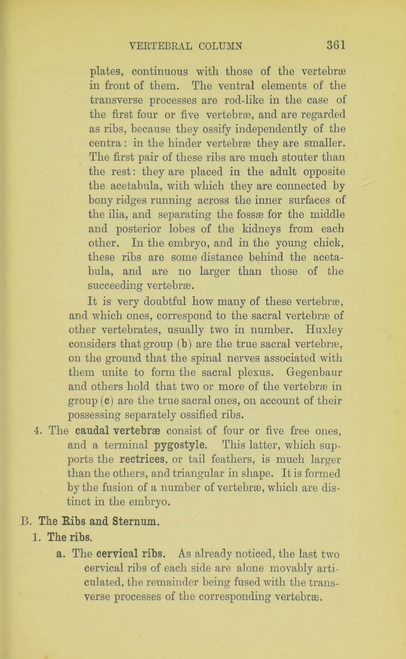 plates, continuous with those of the vertebrae in front of them. The ventral elements of the transverse processes are rod-like in the case of the first four or five vertebrae, and are regarded as ribs, because they ossify independently of the centra : in the hinder vertebrae they are smaller. The first pair of these ribs are much stouter than the rest: they are placed in the adult opposite the acetabula, wdth which they are connected by bony ridges running across the inner surfaces of the ilia, and separating the fossae for the middle and posterior lobes of the kidneys from each other. In the embryo, and in the young chick, these ribs are some distance behind the aceta- bula, and are no larger than those of the succeeding vertebrae. It is very doubtful how many of these vertebrae, and which ones, correspond to the sacral vertebrae of other vertebrates, usually two in number. Huxley considers that group (b) are the true sacral vertebrae, on the ground that the spinal nerves associated with them unite to form the sacral plexus. Gegenbaur and others hold that two or more of the vertebrae in group (c) are the true sacral ones, on account of their possessing separately ossified ribs. 4. The caudal vertebrae consist of four or five free ones, and a terminal pygostyle. This latter, which sup- ports the rectrices, or tail feathers, is much larger than the others, and triangular in shape. It is formed by the fusion of a number of vertebrae, which are dis- tinct in the embryo. B. The Ribs and Sternum. 1. The ribs. a. The cervical ribs. As already noticed, the last two cervical ribs of each side are alone movably arti- culated, the remainder being fused with the trans- verse processes of the corresponding vertebrae.
