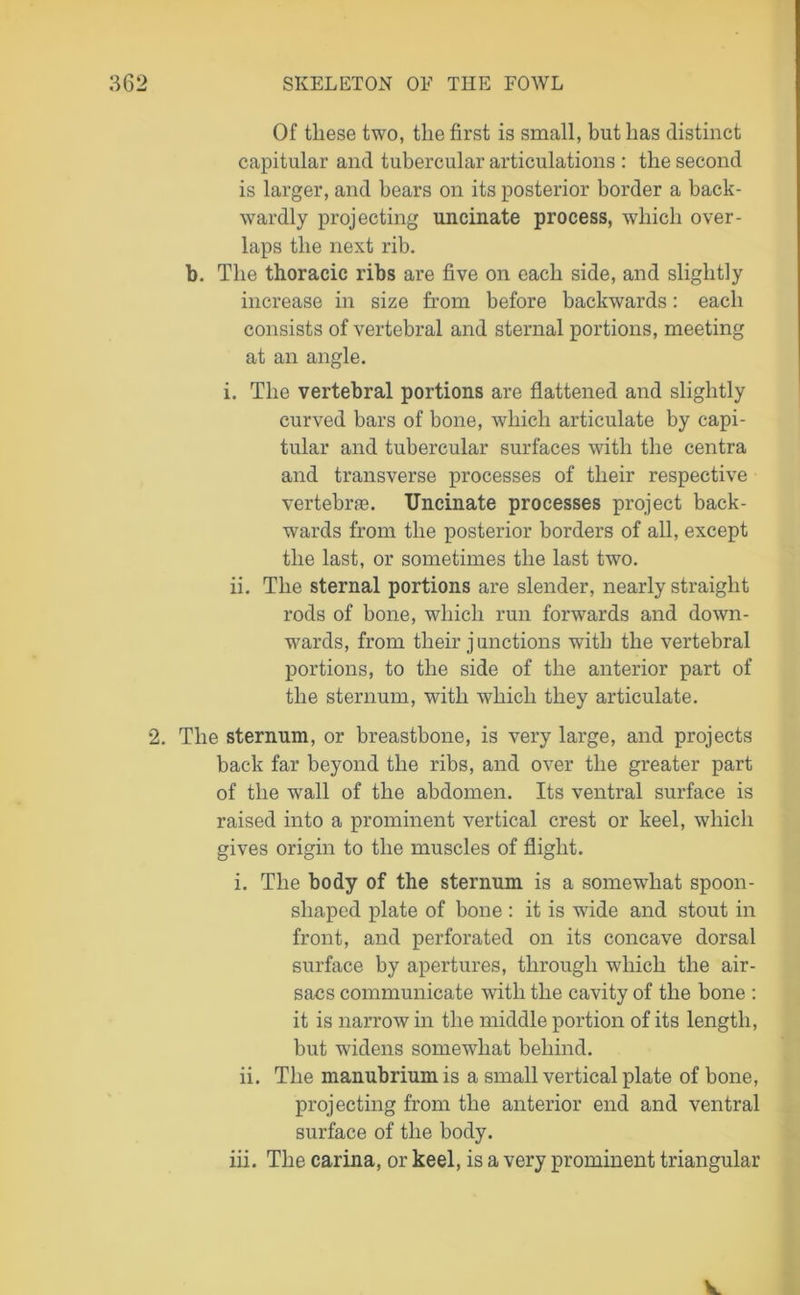 Of these two, the first is small, but has distinct capitular and tubercular articulations : the second is larger, and bears on its posterior border a back- wardly projecting uncinate process, which over- laps the next rib. b. The thoracic ribs are five on each side, and slightly increase in size from before backwards: each consists of vertebral and sternal portions, meeting at an angle. i. The vertebral portions are flattened and slightly curved bars of bone, which articulate by capi- tular and tubercular surfaces with the centra and transverse processes of their respective vertebrae. Uncinate processes project back- wards from the posterior borders of all, except the last, or sometimes the last two. ii. The sternal portions are slender, nearly straight rods of bone, which run forwards and down- wards, from their junctions with the vertebral portions, to the side of the anterior part of the sternum, with which they articulate. 2. The sternum, or breastbone, is very large, and projects back far beyond the ribs, and over the greater part of the wall of the abdomen. Its ventral surface is raised into a prominent vertical crest or keel, which gives origin to the muscles of flight. i. The body of the sternum is a somewhat spoon- shaped plate of bone : it is wide and stout in front, and perforated on its concave dorsal surface by apertures, through which the air- sacs communicate with the cavity of the bone : it is narrow in the middle portion of its length, but widens somewhat behind. ii. The manubrium is a small vertical plate of bone, projecting from the anterior end and ventral surface of the body.